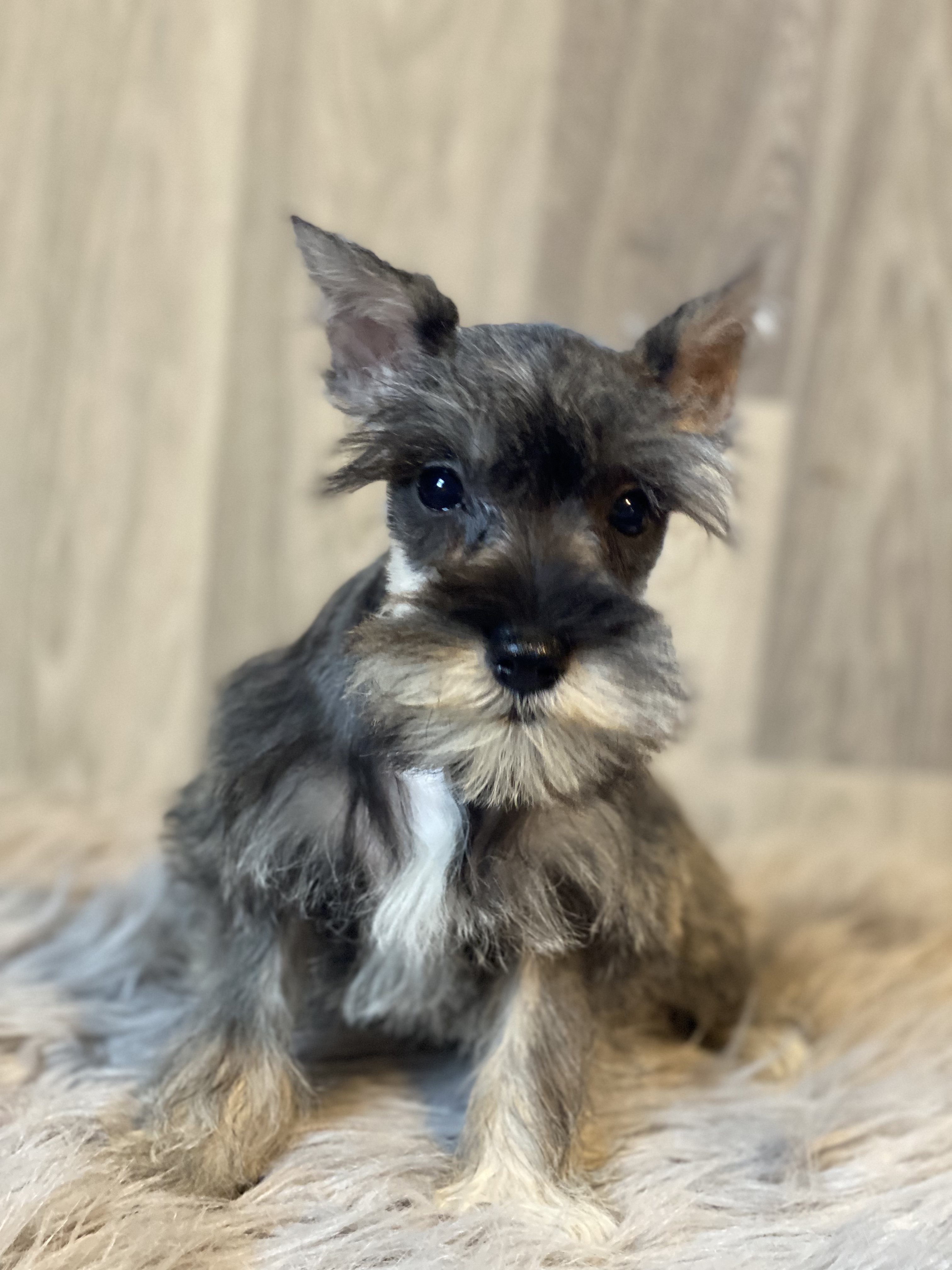 puppy, for, sale, Miniature Schnauzer, Curtis  Martin, dog, breeder, Seneca Falls, NY, dog-breeder, puppy-for-sale, forsale, nearby, find, puppyfind, locator, puppylocator, aca