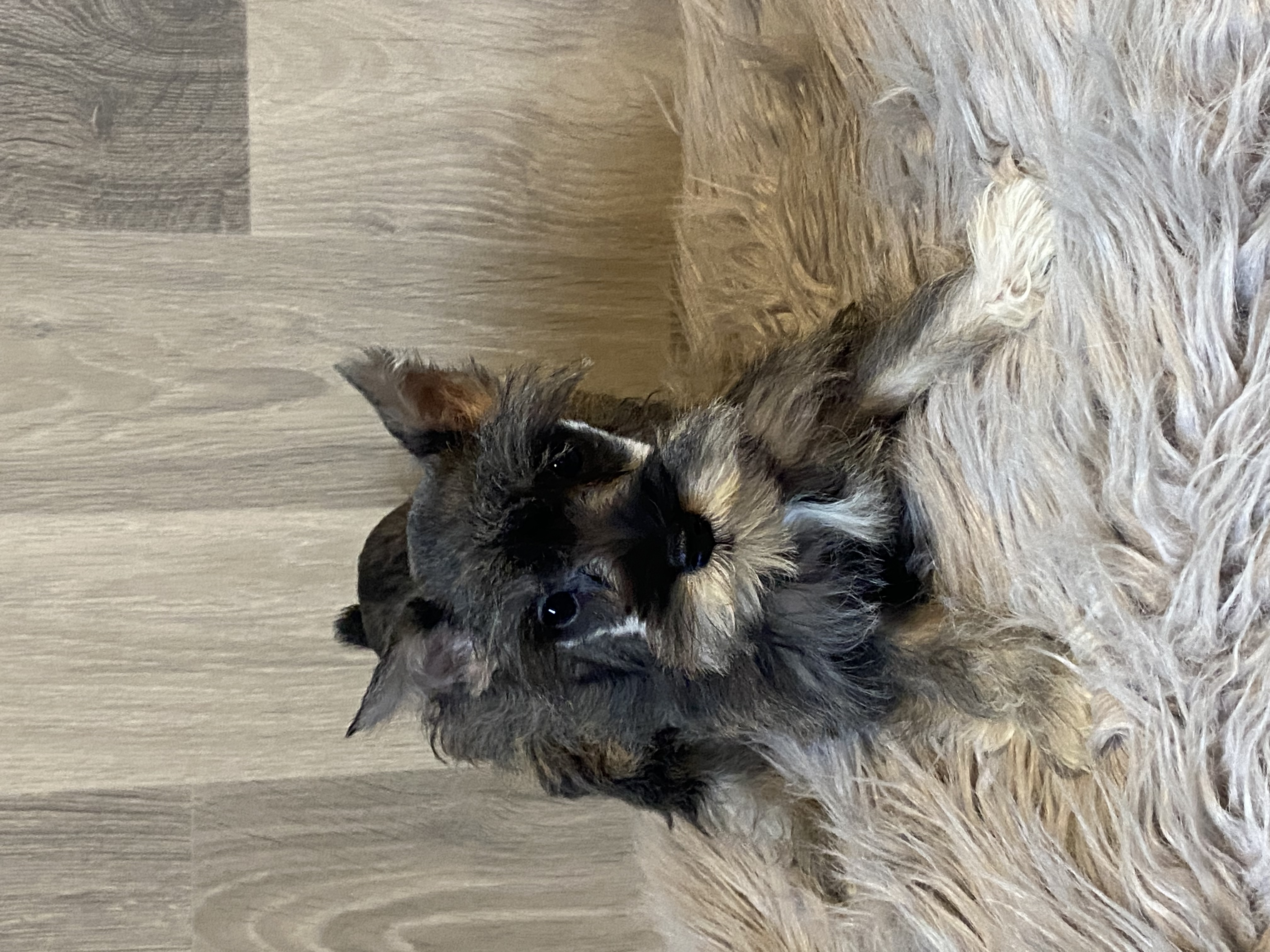 puppy, for, sale, Miniature Schnauzer, Curtis  Martin, dog, breeder, Seneca Falls, NY, dog-breeder, puppy-for-sale, forsale, nearby, find, puppyfind, locator, puppylocator, aca