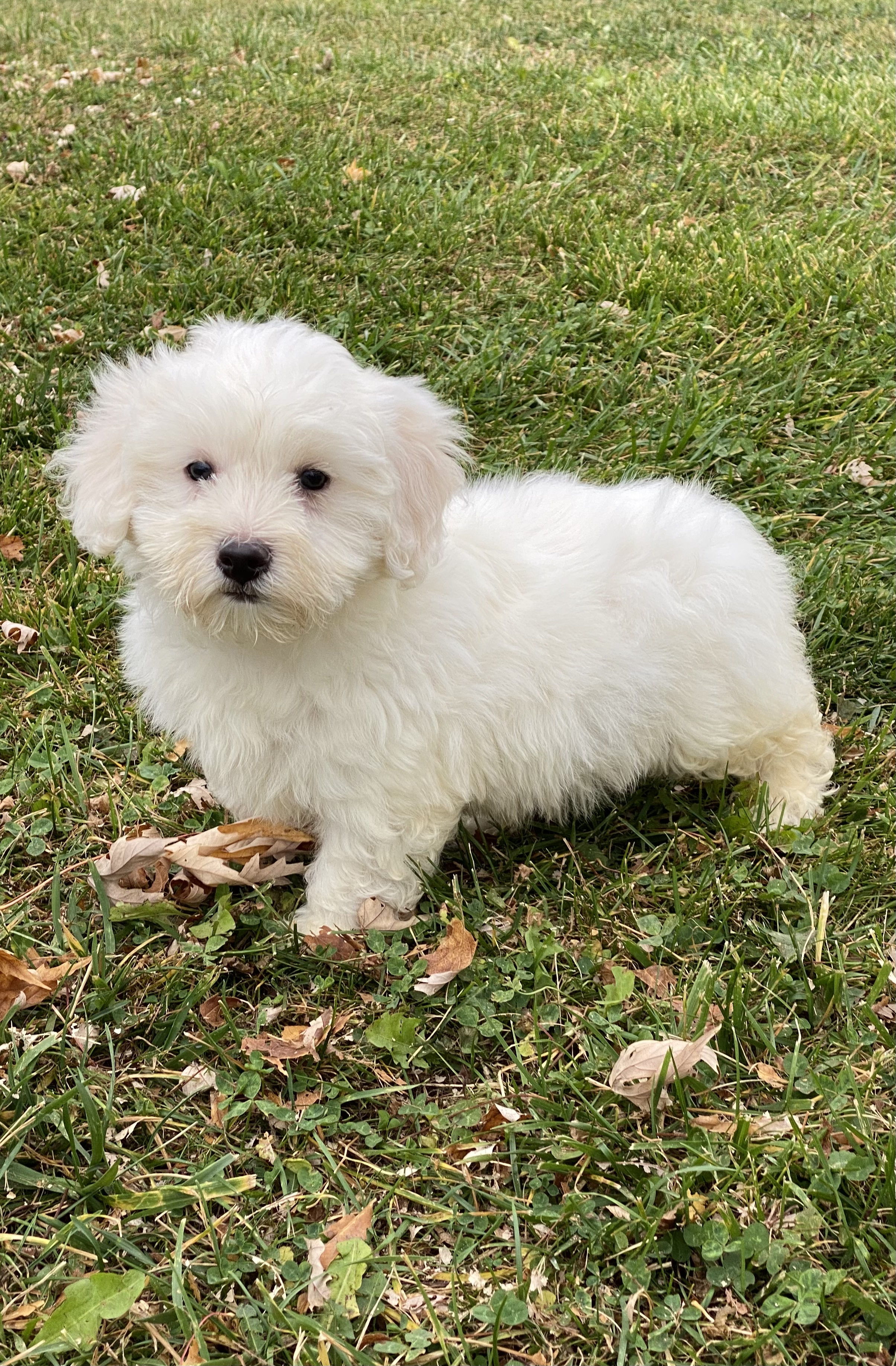 puppy, for, sale, Coton de Tulear, Curtis  Martin, dog, breeder, Seneca Falls, NY, dog-breeder, puppy-for-sale, forsale, nearby, find, puppyfind, locator, puppylocator, aca