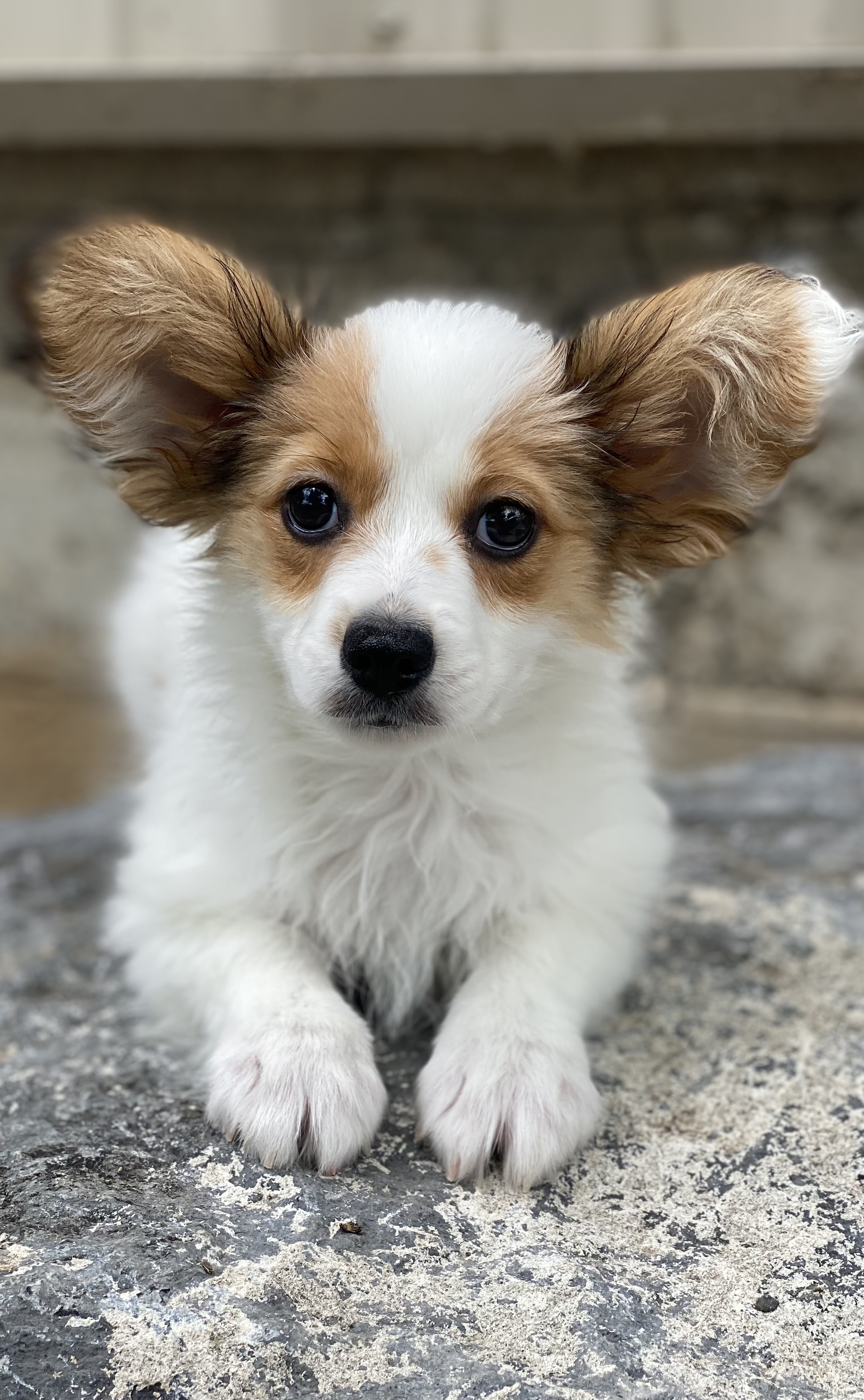 puppy, for, sale, Papillon, Curtis  Martin, dog, breeder, Seneca Falls, NY, dog-breeder, puppy-for-sale, forsale, nearby, find, puppyfind, locator, puppylocator, aca
