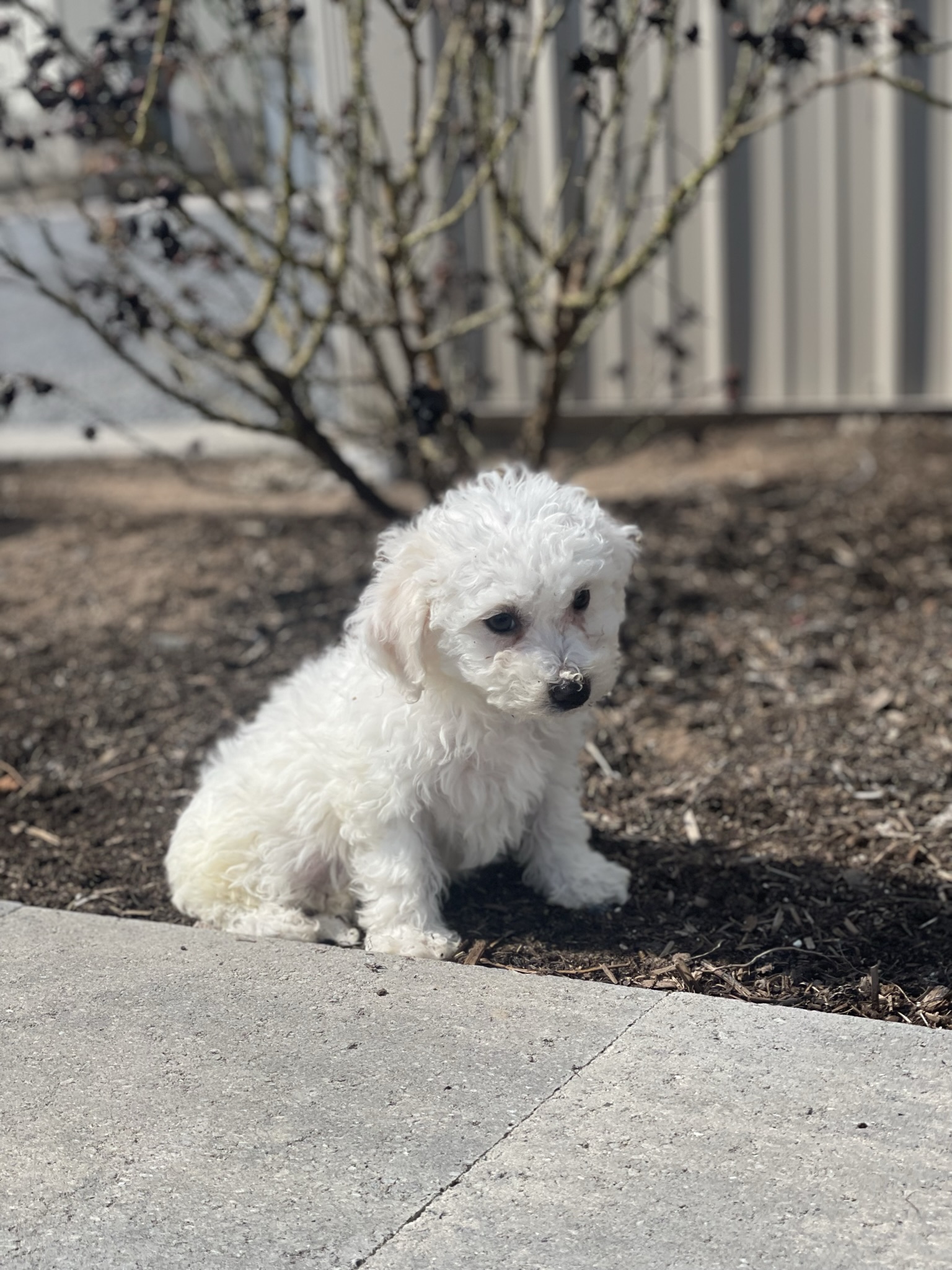 puppy, for, sale, Bichon Frise, Curtis  Martin, dog, breeder, Seneca Falls, NY, dog-breeder, puppy-for-sale, forsale, nearby, find, puppyfind, locator, puppylocator, aca