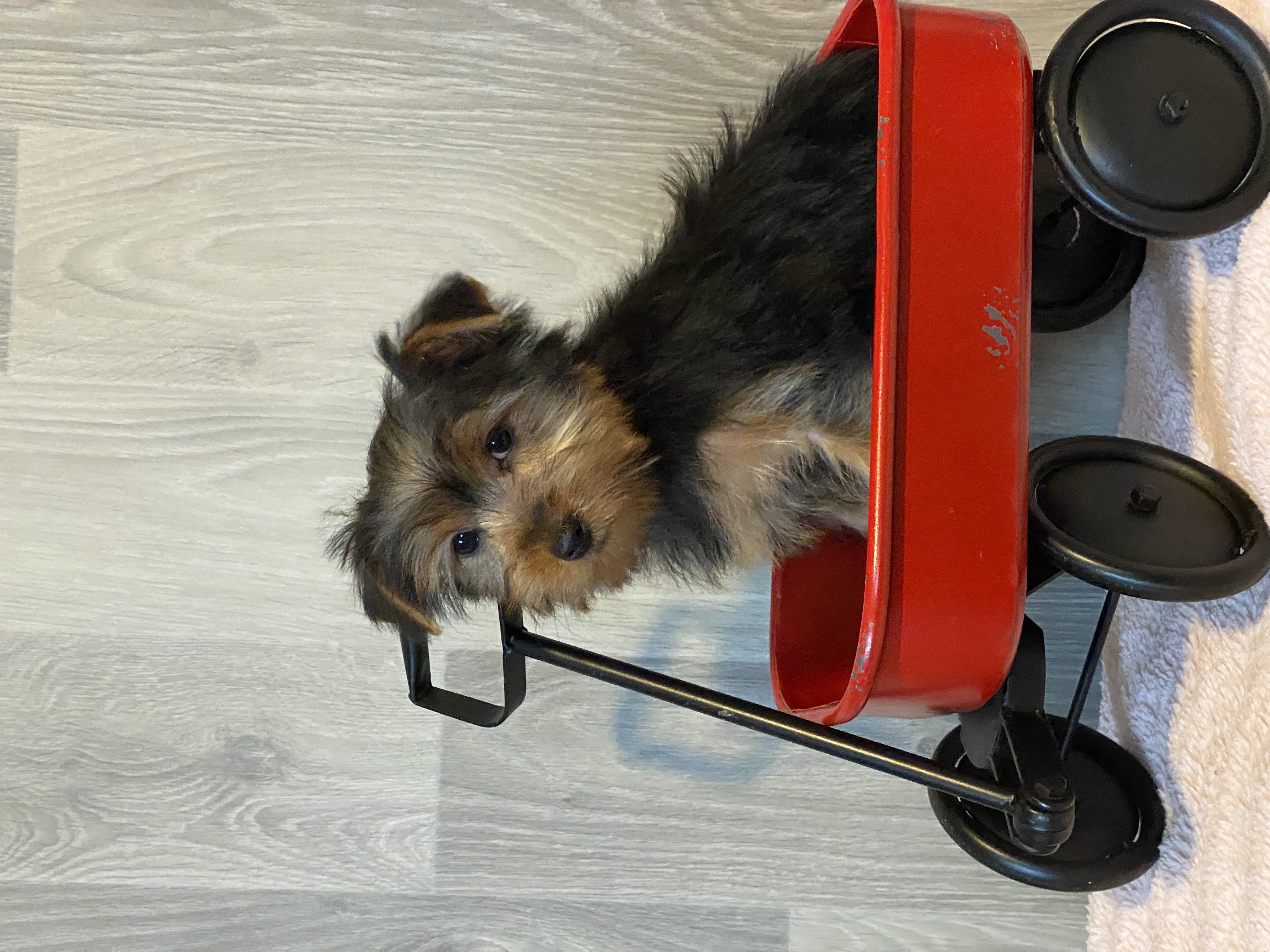 puppy, for, sale, Yorkshire Terrier, Curtis  Martin, dog, breeder, Seneca Falls, NY, dog-breeder, puppy-for-sale, forsale, nearby, find, puppyfind, locator, puppylocator, aca