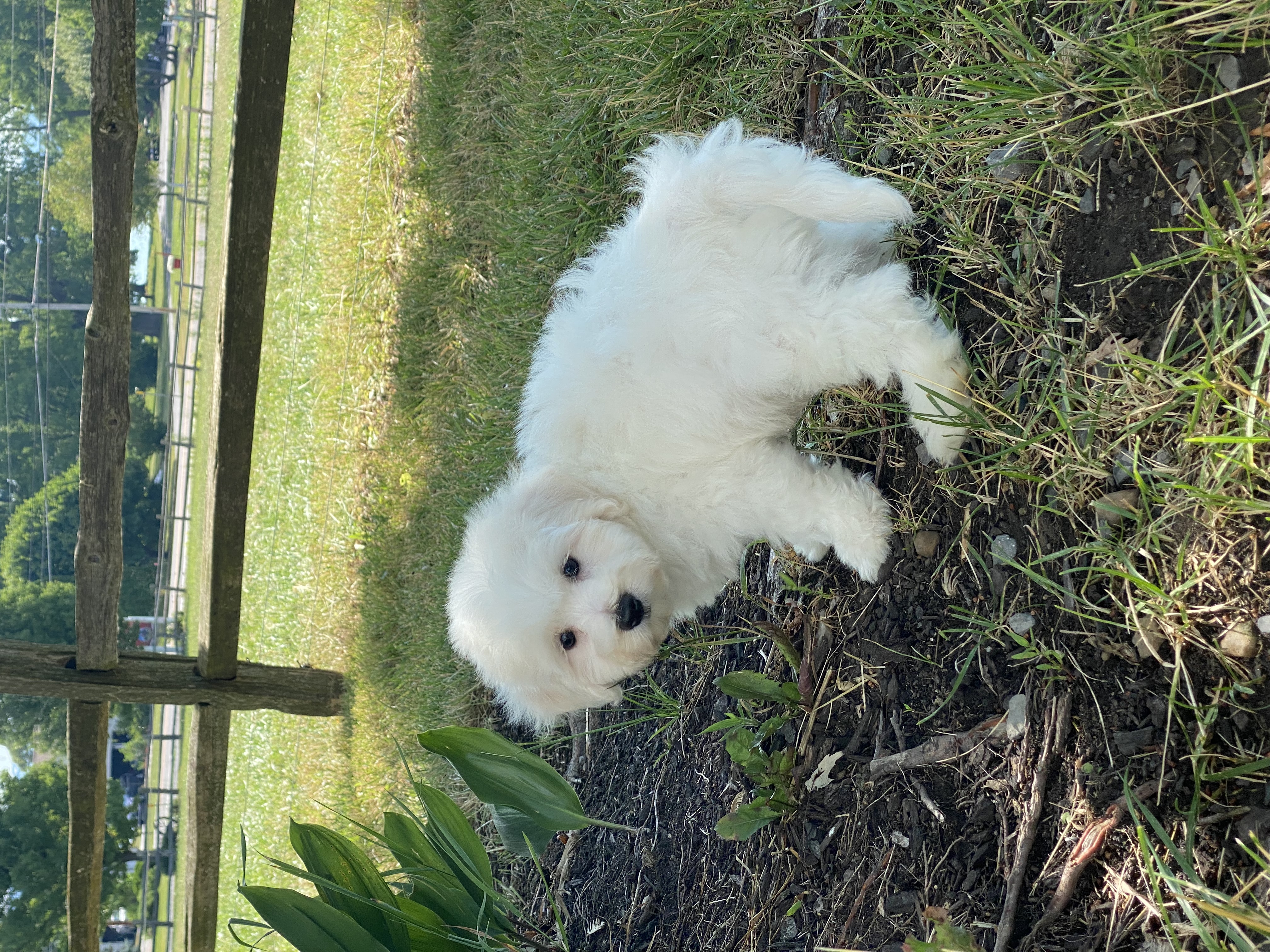 puppy, for, sale, Bichon Frise, Curtis  Martin, dog, breeder, Seneca Falls, NY, dog-breeder, puppy-for-sale, forsale, nearby, find, puppyfind, locator, puppylocator, aca