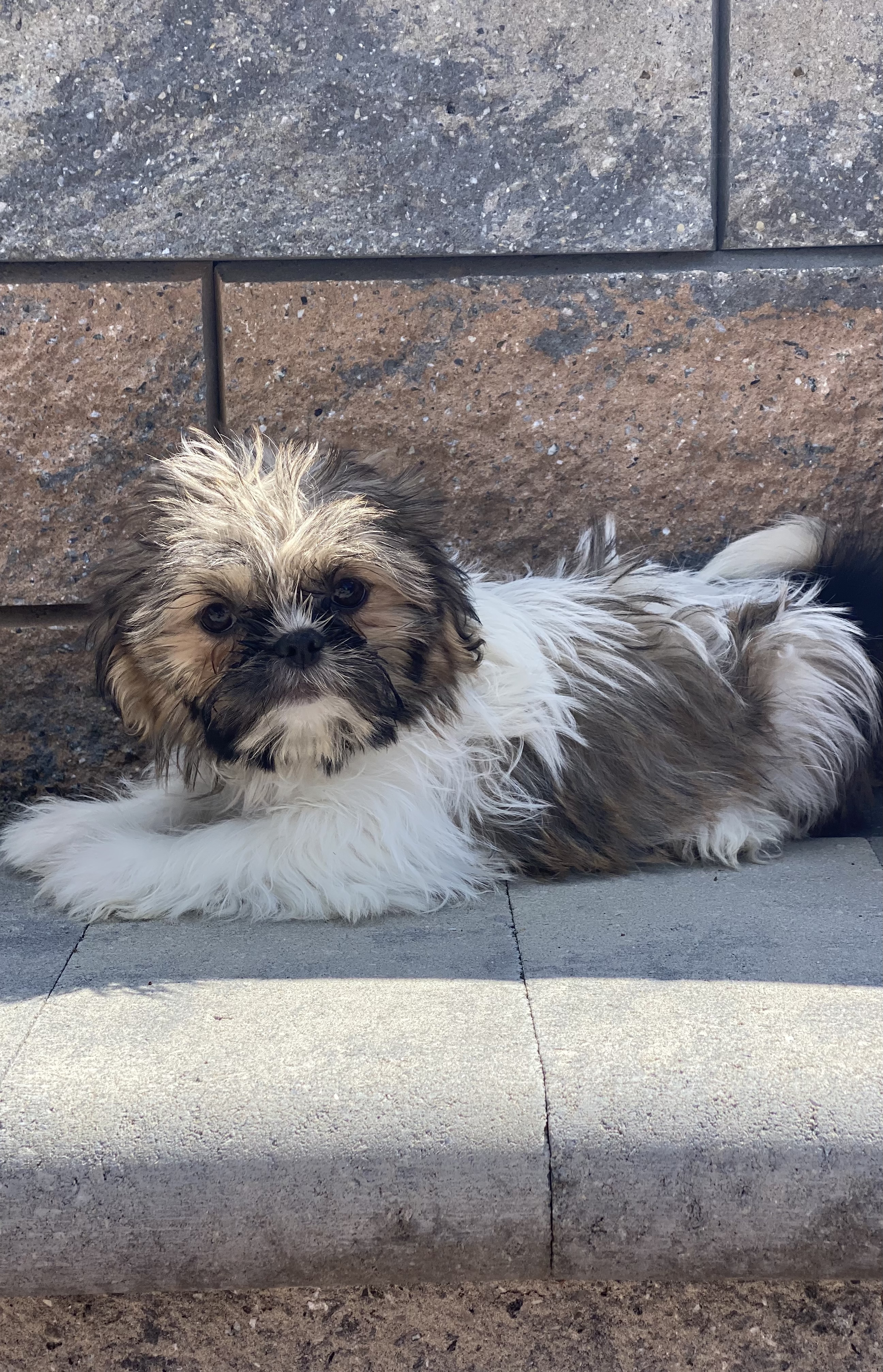 puppy, for, sale, Shih Tzu, Curtis  Martin, dog, breeder, Seneca Falls, NY, dog-breeder, puppy-for-sale, forsale, nearby, find, puppyfind, locator, puppylocator, aca