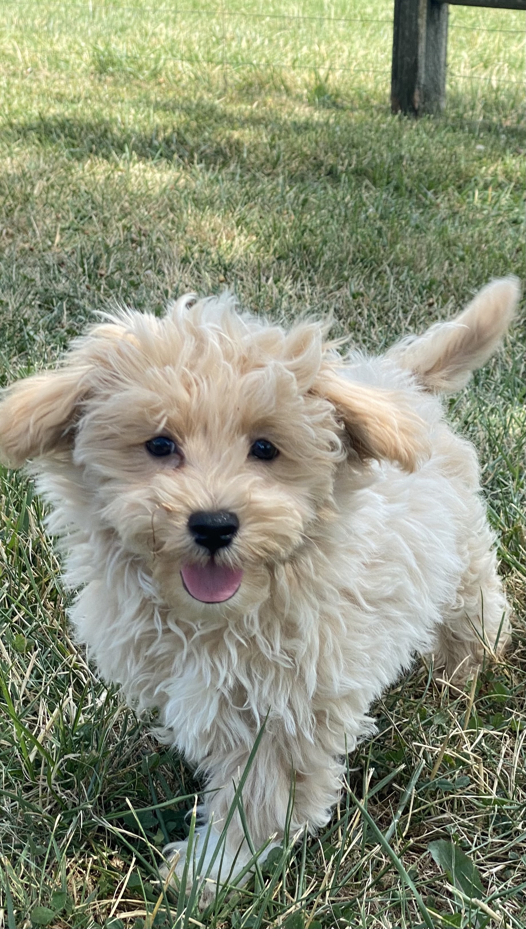 puppy, for, sale, Malti- Poo, Curtis  Martin, dog, breeder, Seneca Falls, NY, dog-breeder, puppy-for-sale, forsale, nearby, find, puppyfind, locator, puppylocator, aca
