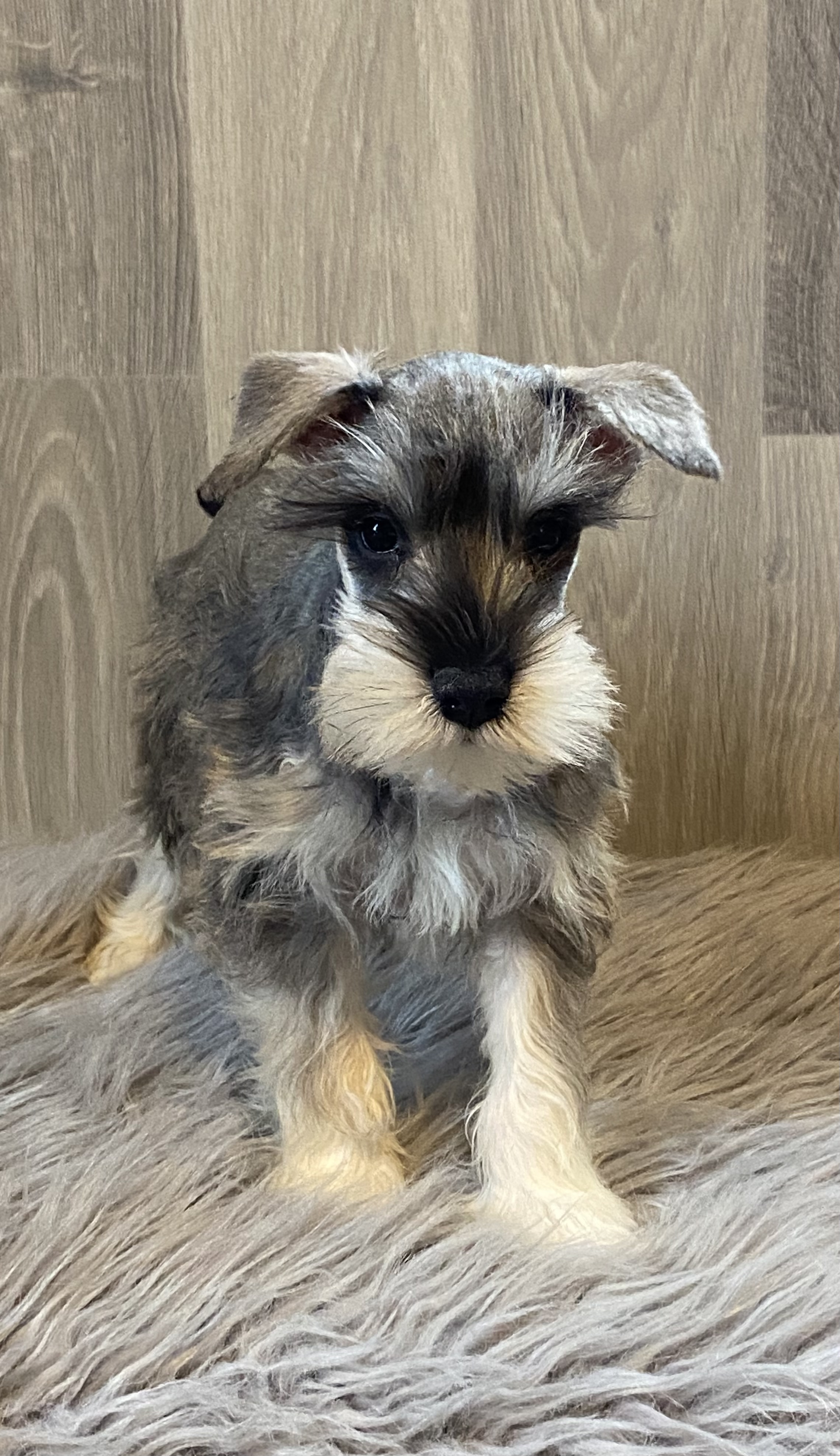 puppy, for, sale, Miniature Schnauzer, Curtis  Martin, dog, breeder, Seneca Falls, NY, dog-breeder, puppy-for-sale, forsale, nearby, find, puppyfind, locator, puppylocator, aca
