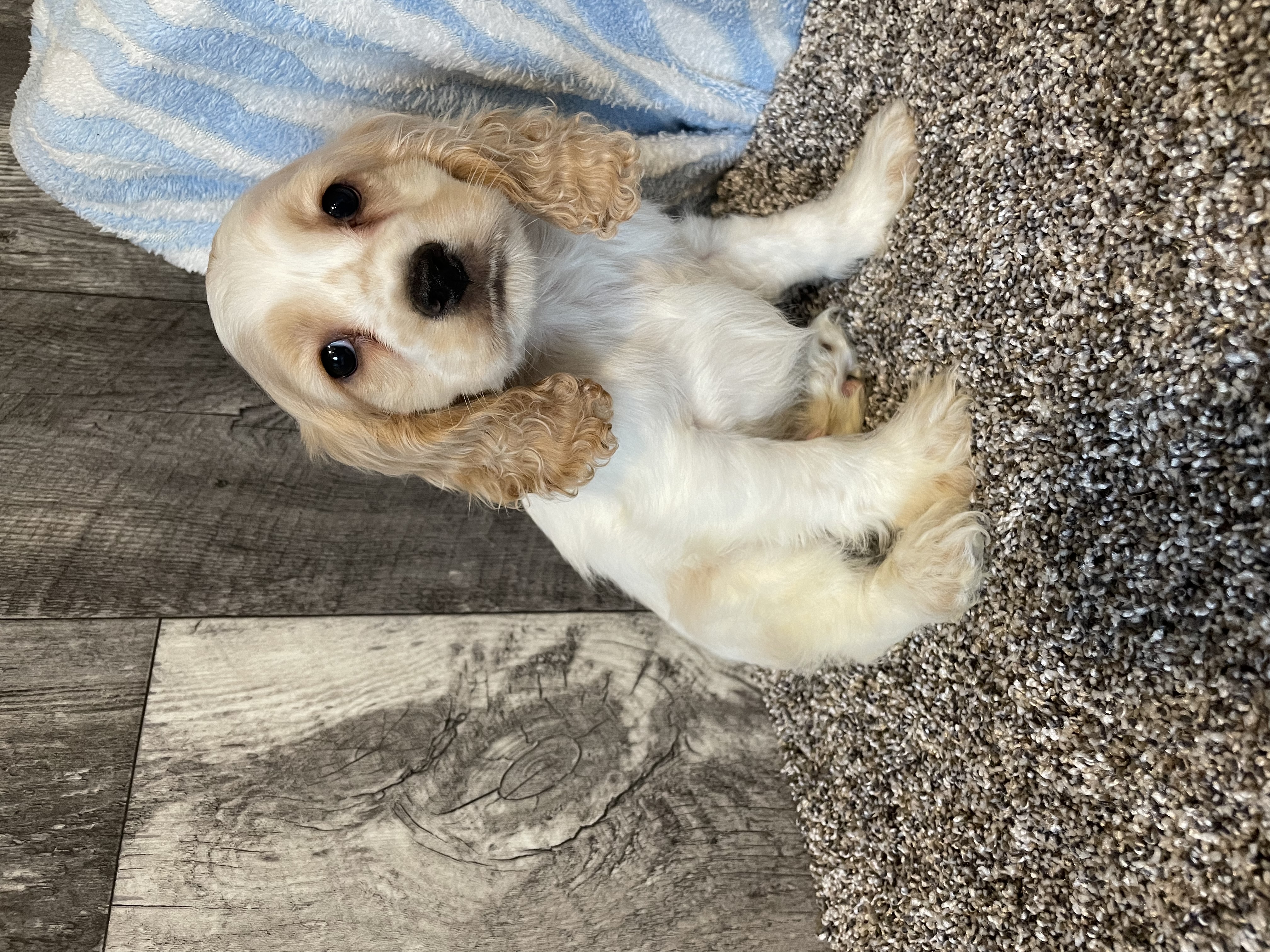 puppy, for, sale, Cocker Spaniel, Curtis  Martin, dog, breeder, Seneca Falls, NY, dog-breeder, puppy-for-sale, forsale, nearby, find, puppyfind, locator, puppylocator, aca