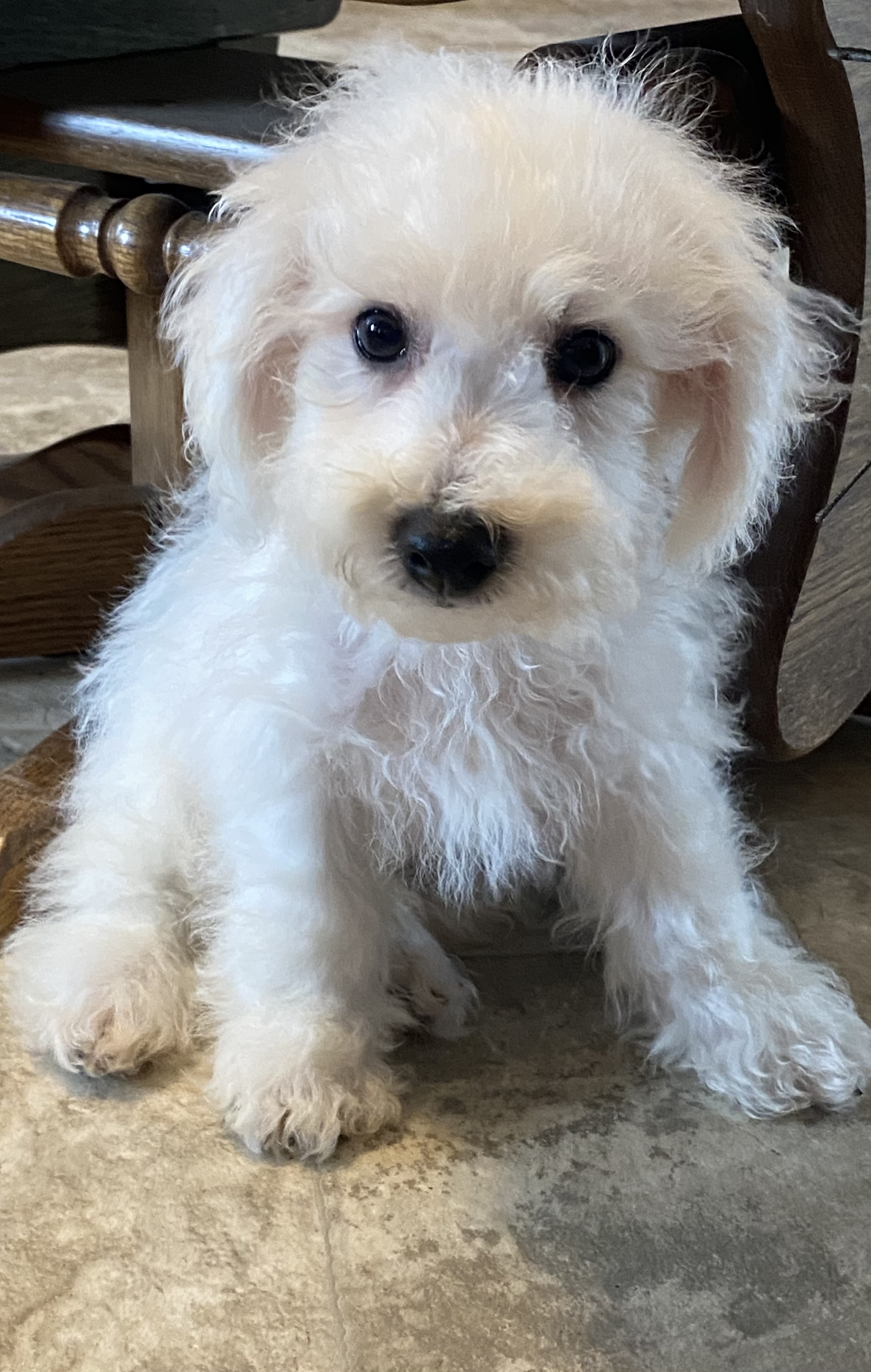 puppy, for, sale, Bichon Frise, Curtis  Martin, dog, breeder, Seneca Falls, NY, dog-breeder, puppy-for-sale, forsale, nearby, find, puppyfind, locator, puppylocator, aca