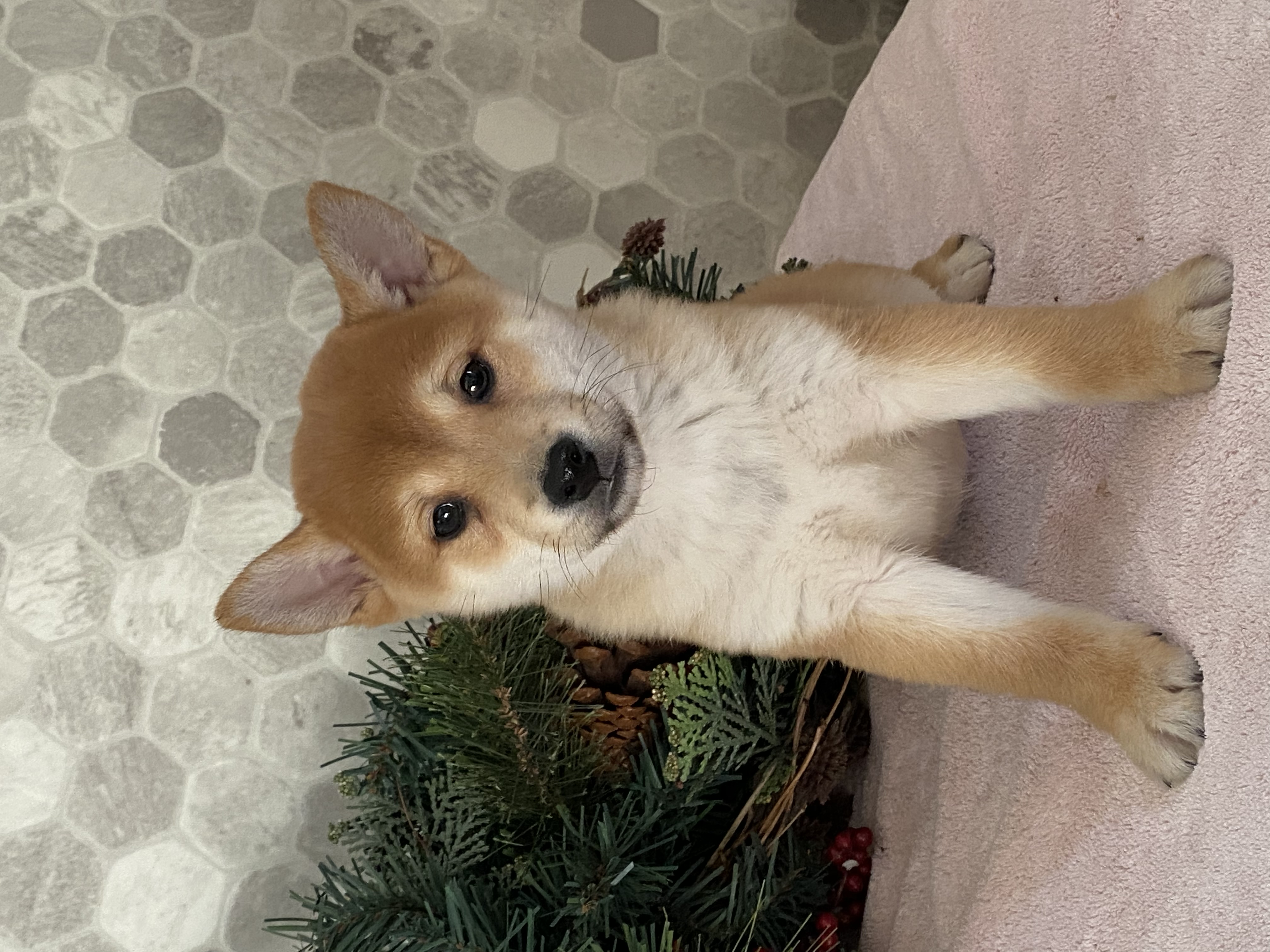 puppy, for, sale, Shiba Inu, Curtis  Martin, dog, breeder, Seneca Falls, NY, dog-breeder, puppy-for-sale, forsale, nearby, find, puppyfind, locator, puppylocator, aca