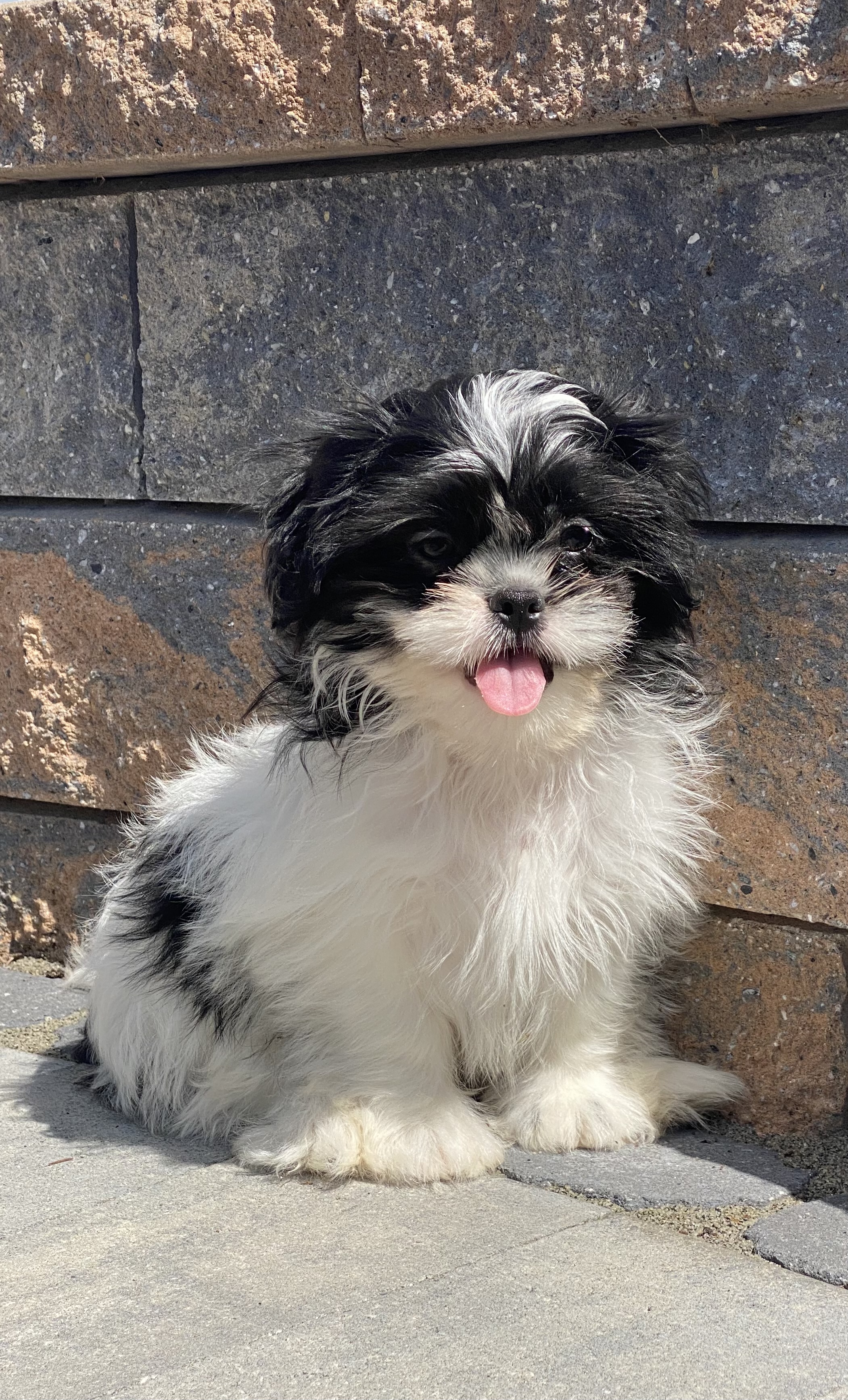 puppy, for, sale, Shih Tzu, Curtis  Martin, dog, breeder, Seneca Falls, NY, dog-breeder, puppy-for-sale, forsale, nearby, find, puppyfind, locator, puppylocator, aca