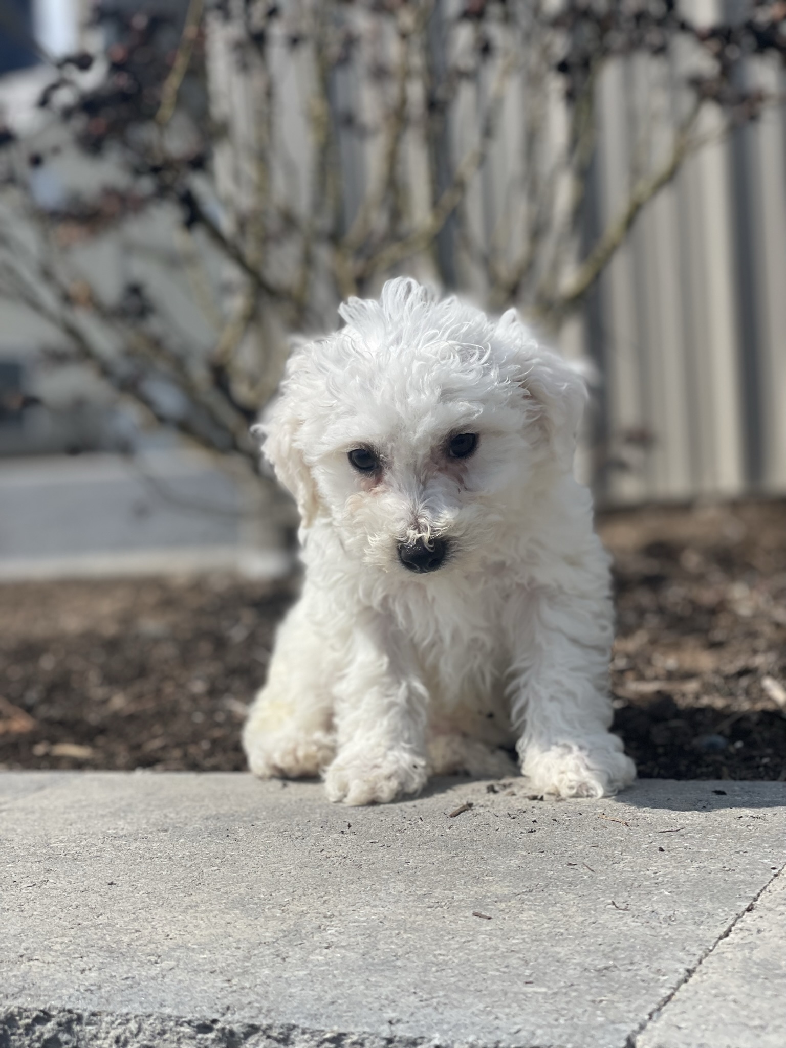 puppy, for, sale, Bichon Frise, Curtis  Martin, dog, breeder, Seneca Falls, NY, dog-breeder, puppy-for-sale, forsale, nearby, find, puppyfind, locator, puppylocator, aca