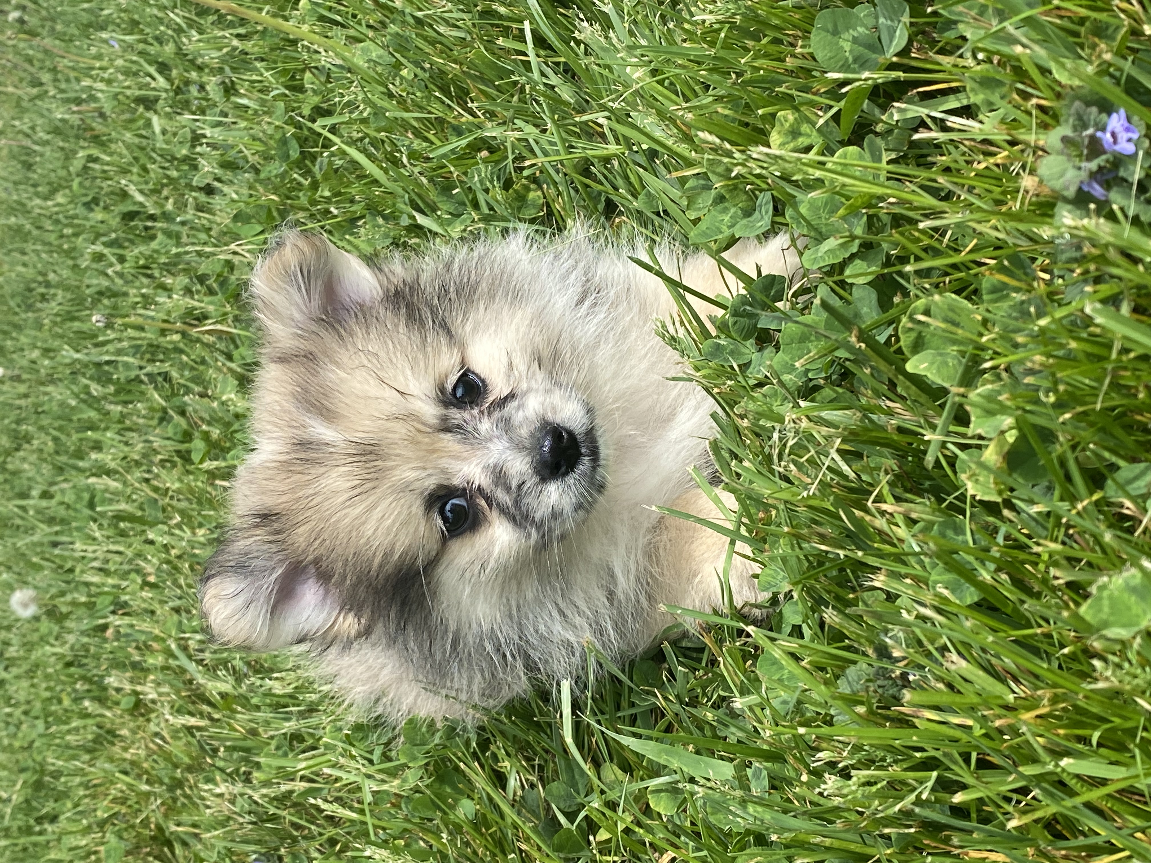 puppy, for, sale, Pomeranian, Curtis  Martin, dog, breeder, Seneca Falls, NY, dog-breeder, puppy-for-sale, forsale, nearby, find, puppyfind, locator, puppylocator, aca