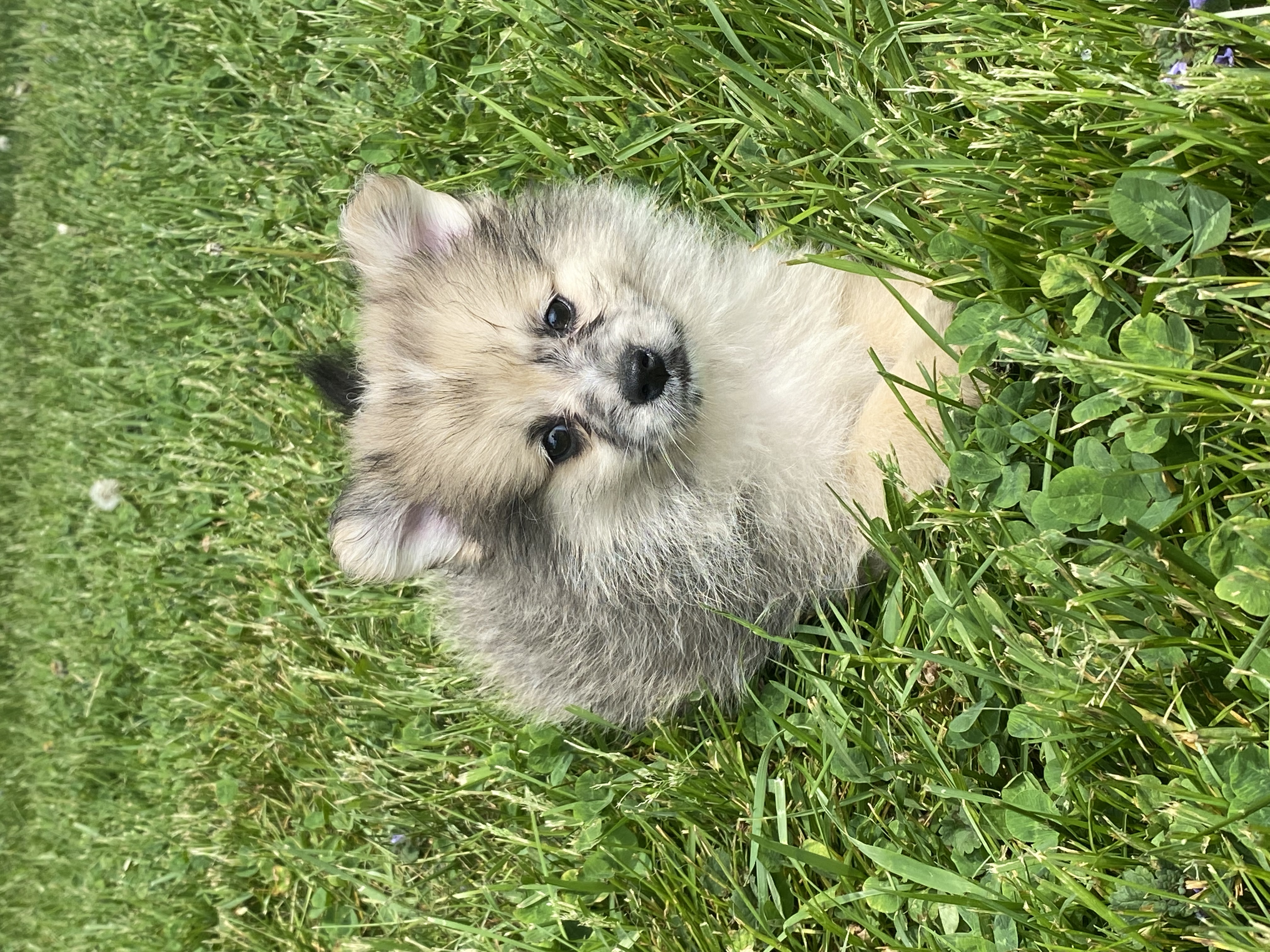 puppy, for, sale, Pomeranian, Curtis  Martin, dog, breeder, Seneca Falls, NY, dog-breeder, puppy-for-sale, forsale, nearby, find, puppyfind, locator, puppylocator, aca