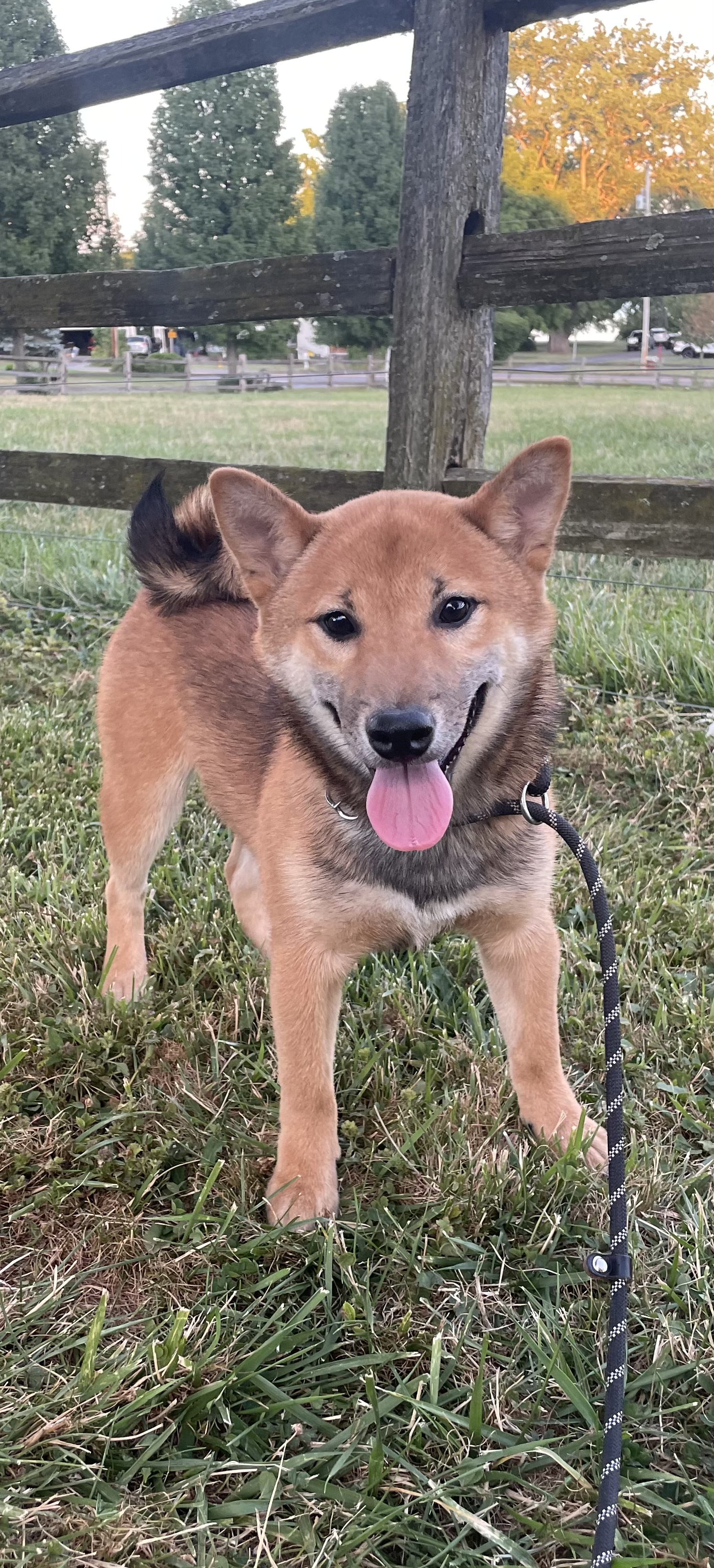 puppy, for, sale, Shiba Inu, Curtis  Martin, dog, breeder, Seneca Falls, NY, dog-breeder, puppy-for-sale, forsale, nearby, find, puppyfind, locator, puppylocator, aca