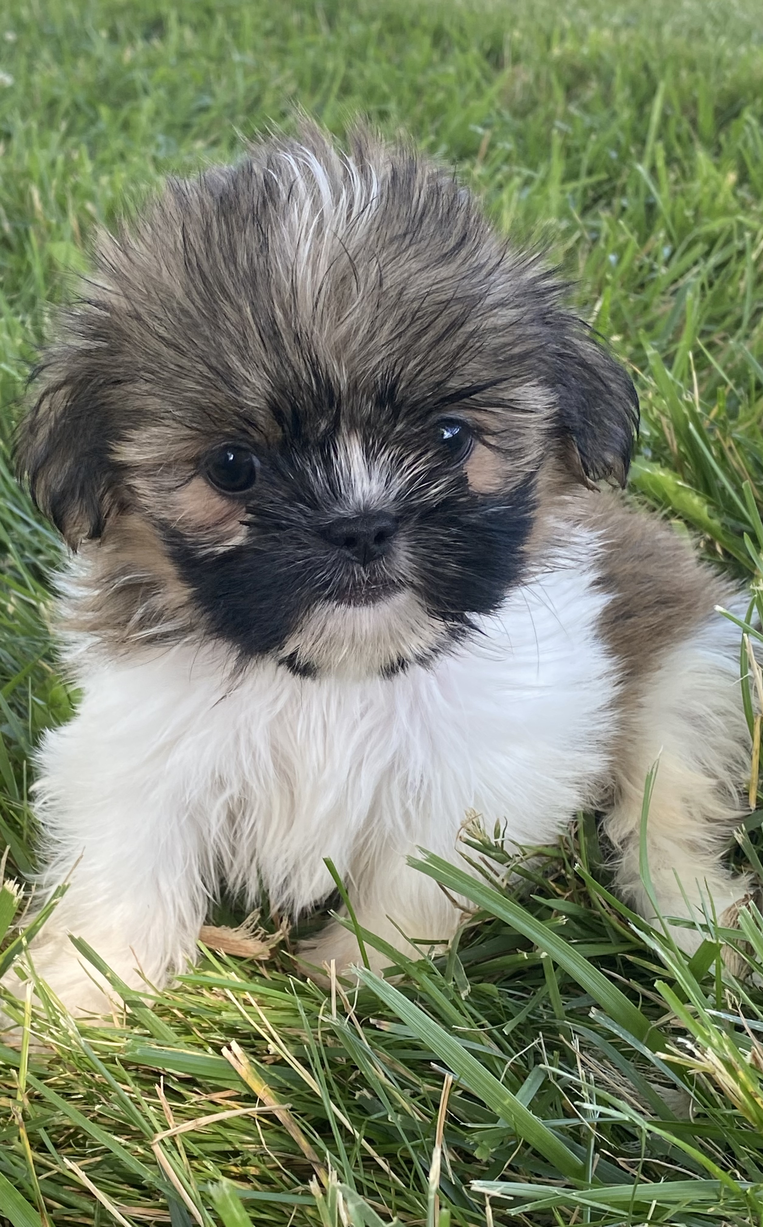 puppy, for, sale, Shih Tzu, Curtis  Martin, dog, breeder, Seneca Falls, NY, dog-breeder, puppy-for-sale, forsale, nearby, find, puppyfind, locator, puppylocator, aca