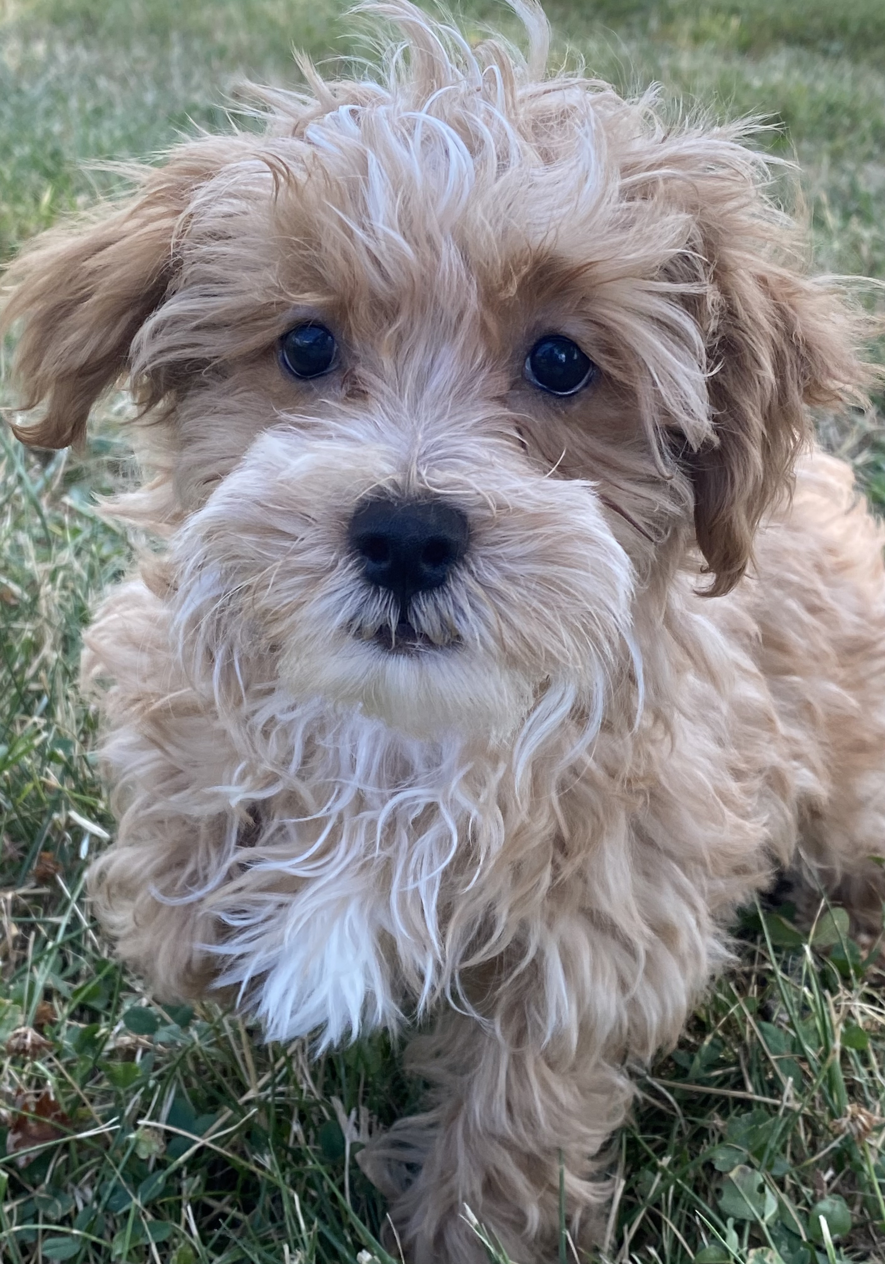 puppy, for, sale, Malti- Poo, Curtis  Martin, dog, breeder, Seneca Falls, NY, dog-breeder, puppy-for-sale, forsale, nearby, find, puppyfind, locator, puppylocator, aca