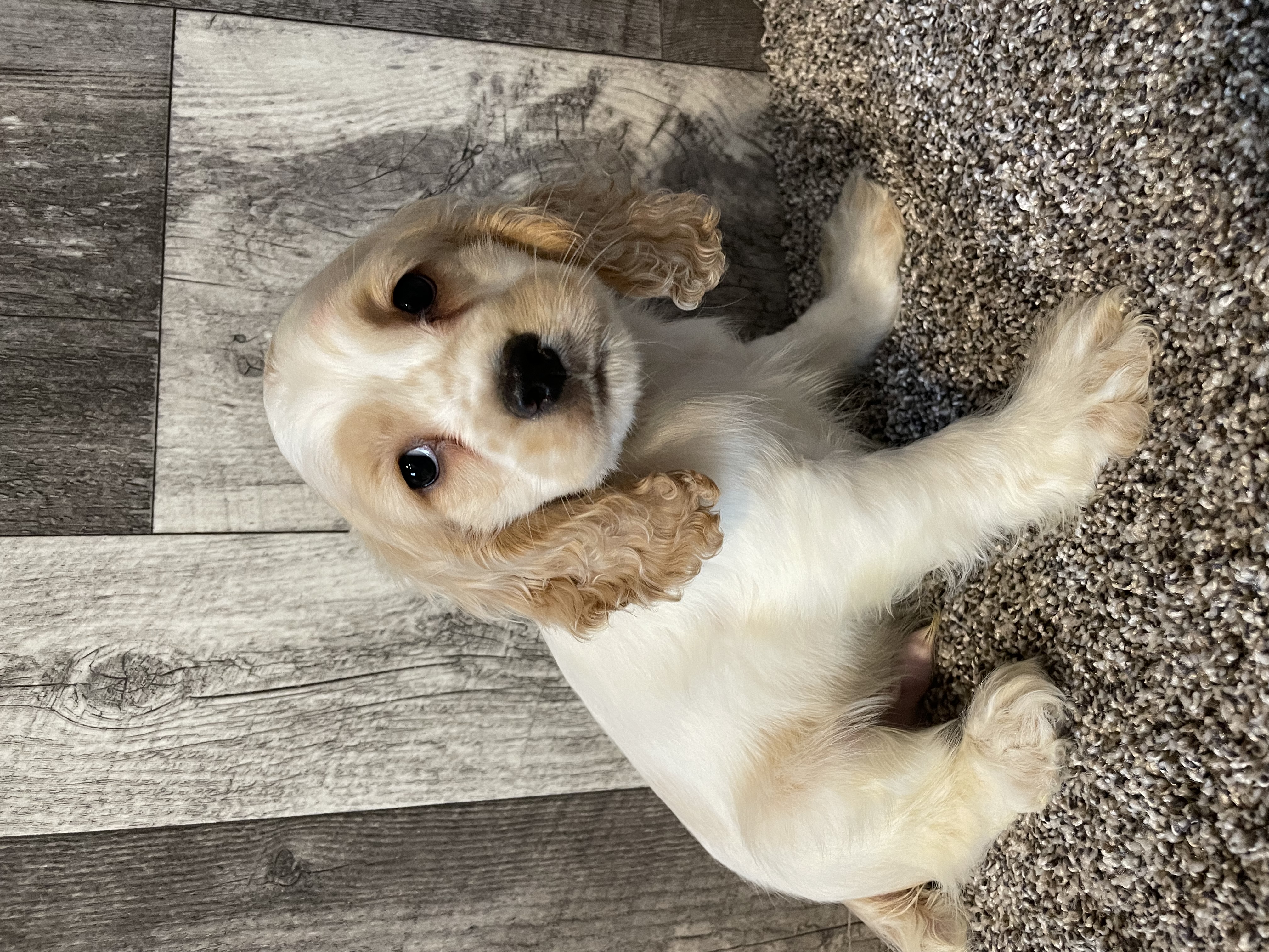puppy, for, sale, Cocker Spaniel, Curtis  Martin, dog, breeder, Seneca Falls, NY, dog-breeder, puppy-for-sale, forsale, nearby, find, puppyfind, locator, puppylocator, aca
