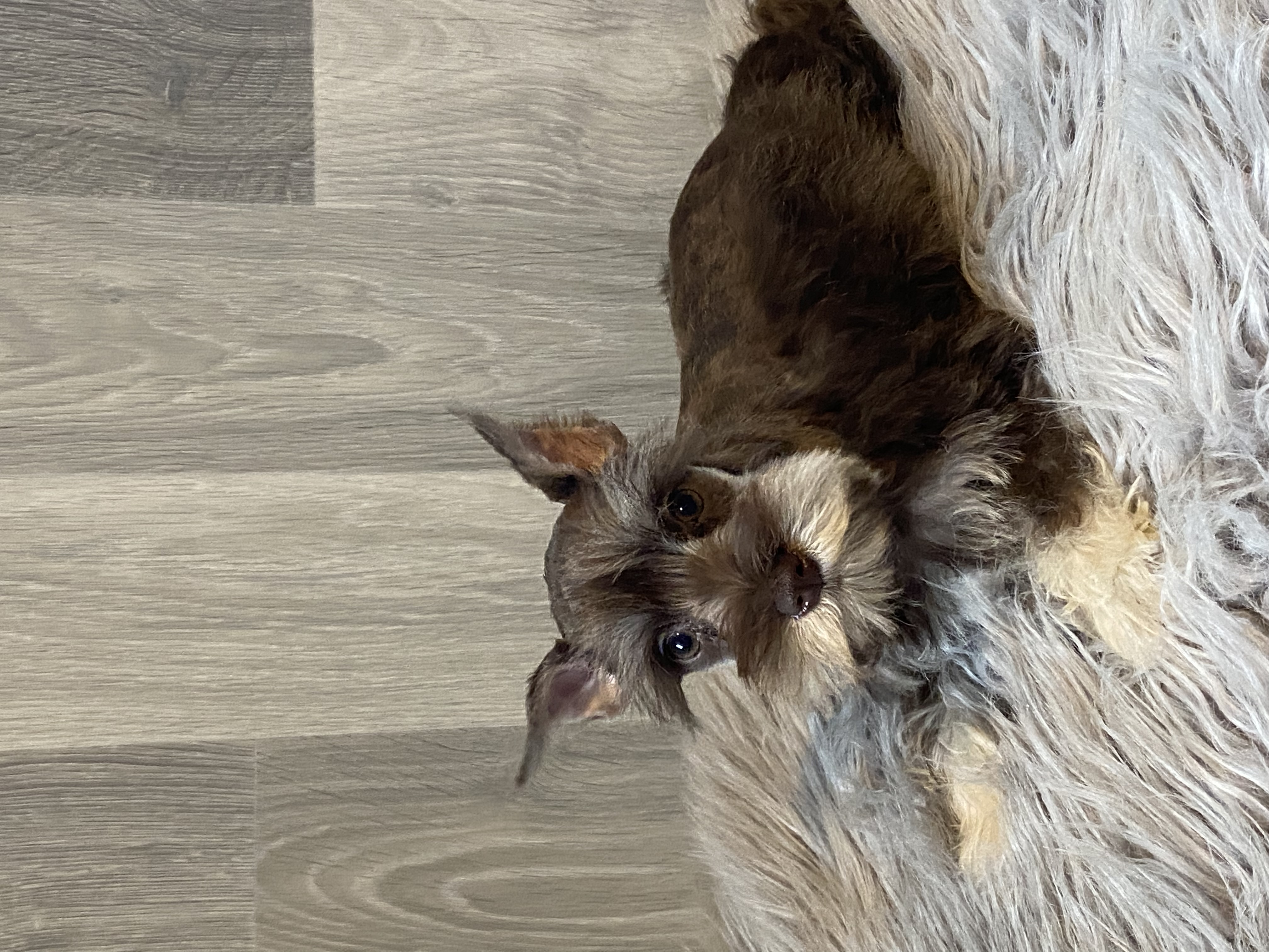 puppy, for, sale, Miniature Schnauzer, Curtis  Martin, dog, breeder, Seneca Falls, NY, dog-breeder, puppy-for-sale, forsale, nearby, find, puppyfind, locator, puppylocator, aca