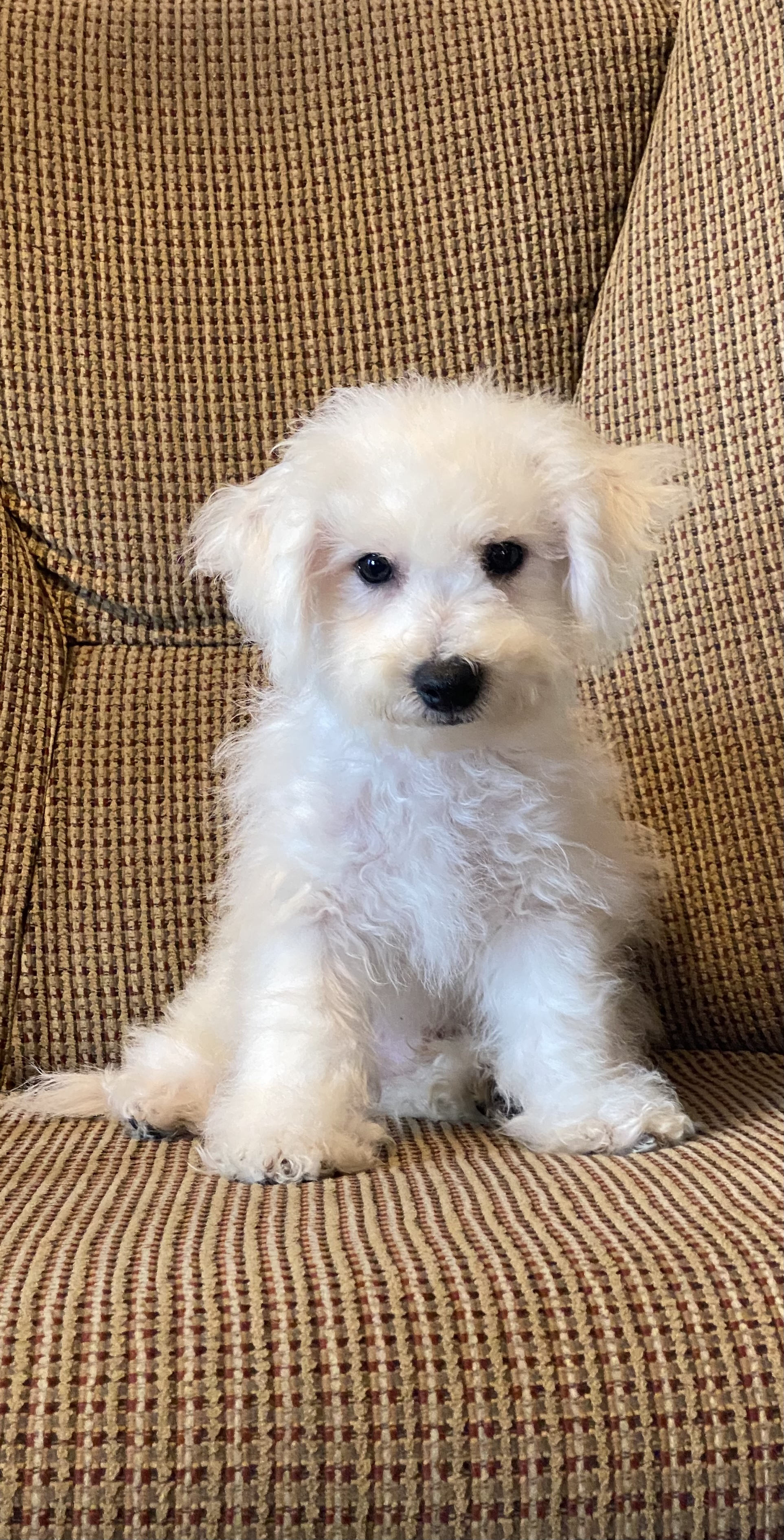 puppy, for, sale, Bichon Frise, Curtis  Martin, dog, breeder, Seneca Falls, NY, dog-breeder, puppy-for-sale, forsale, nearby, find, puppyfind, locator, puppylocator, aca