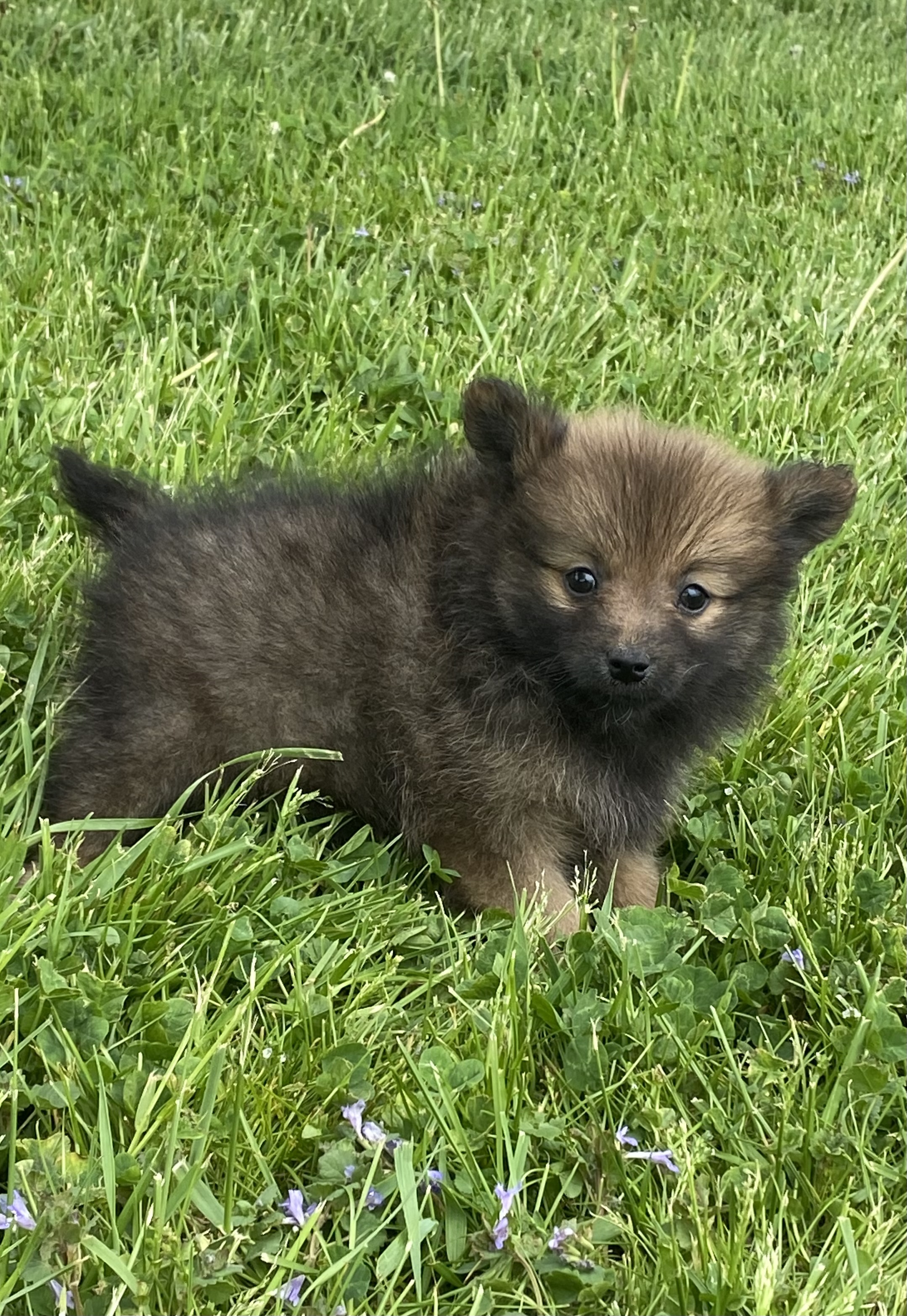 puppy, for, sale, Pomeranian, Curtis  Martin, dog, breeder, Seneca Falls, NY, dog-breeder, puppy-for-sale, forsale, nearby, find, puppyfind, locator, puppylocator, aca