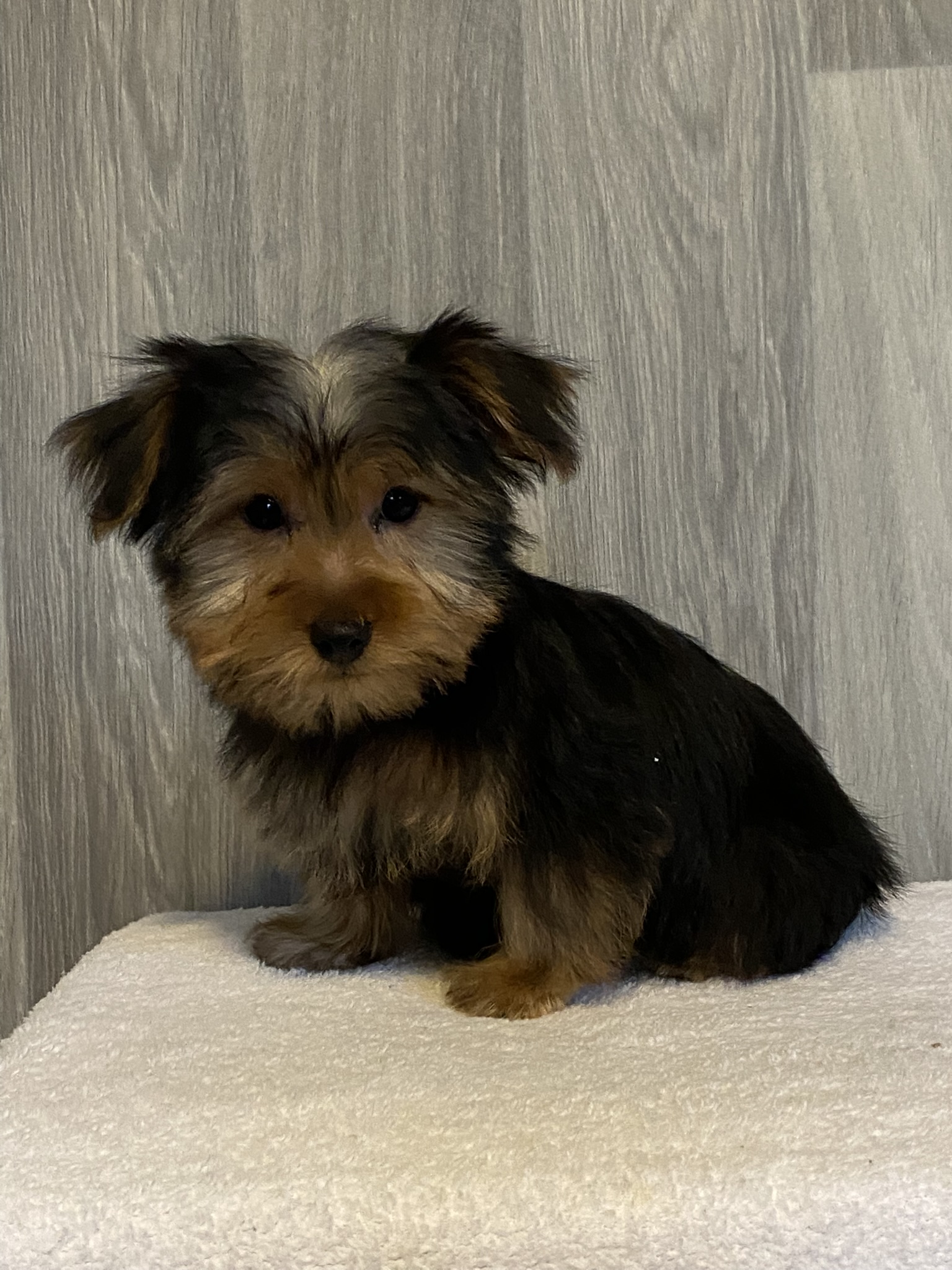 puppy, for, sale, Yorkshire Terrier, Curtis  Martin, dog, breeder, Seneca Falls, NY, dog-breeder, puppy-for-sale, forsale, nearby, find, puppyfind, locator, puppylocator, aca