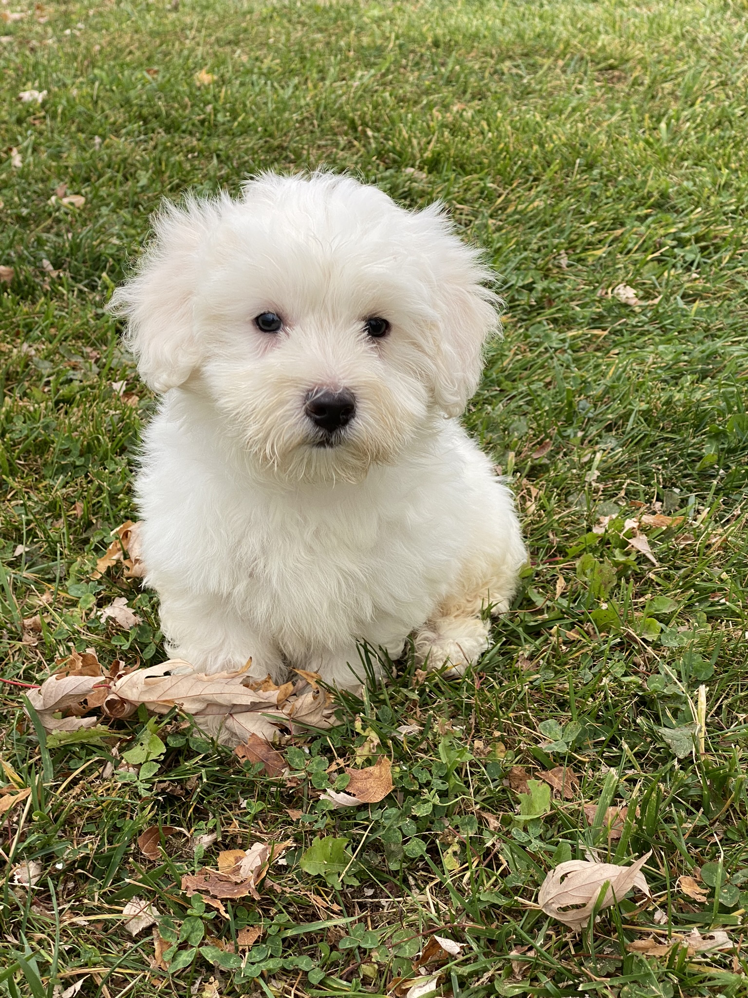 puppy, for, sale, Coton de Tulear, Curtis  Martin, dog, breeder, Seneca Falls, NY, dog-breeder, puppy-for-sale, forsale, nearby, find, puppyfind, locator, puppylocator, aca