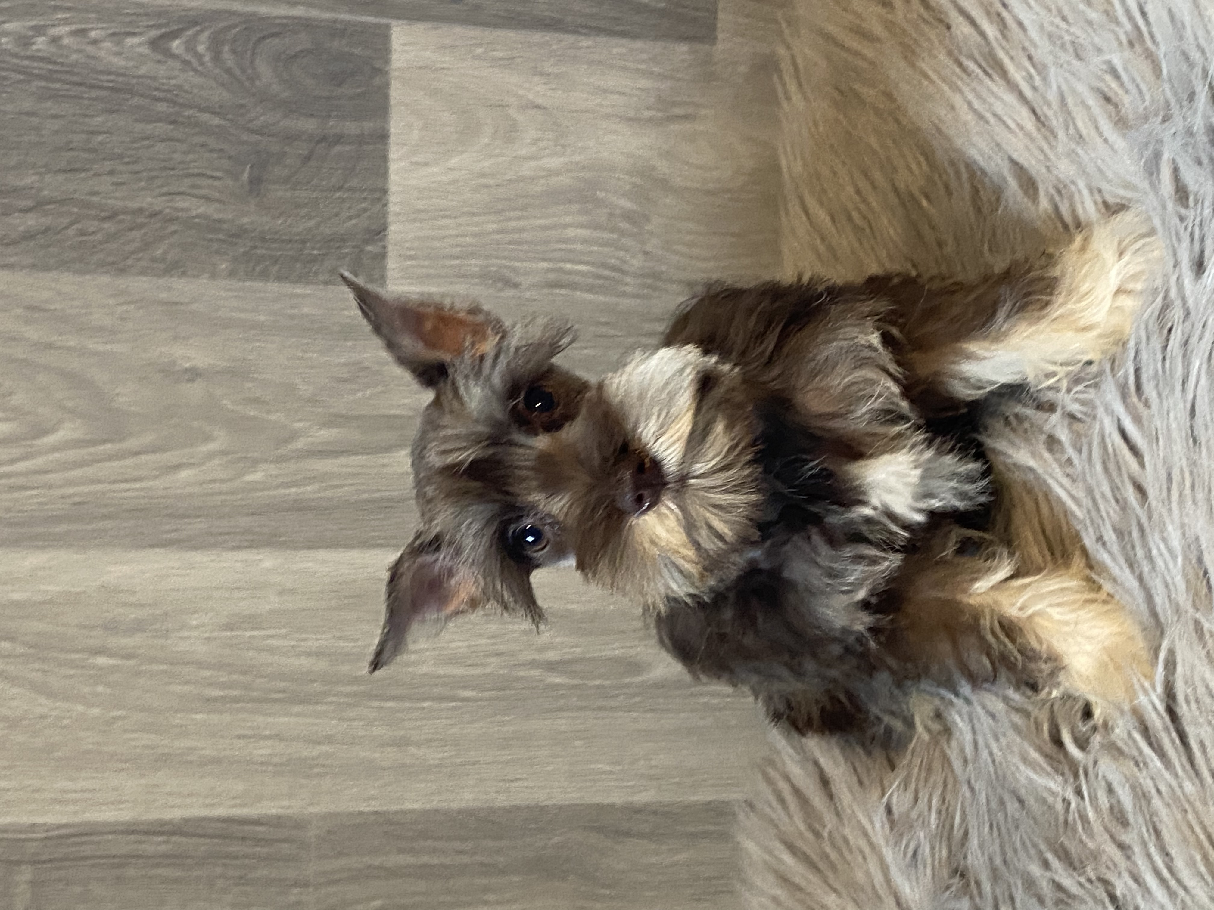 puppy, for, sale, Miniature Schnauzer, Curtis  Martin, dog, breeder, Seneca Falls, NY, dog-breeder, puppy-for-sale, forsale, nearby, find, puppyfind, locator, puppylocator, aca