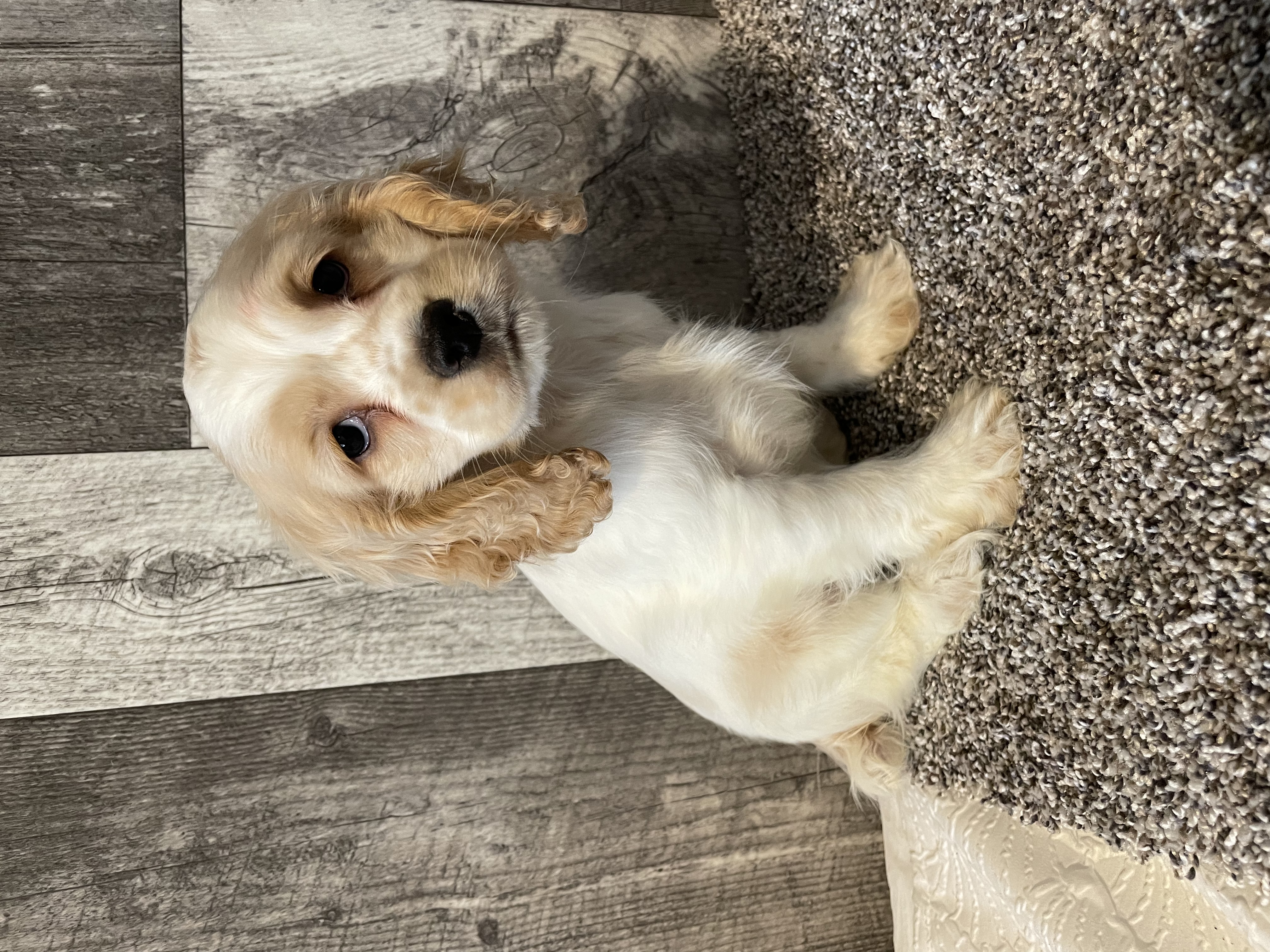 puppy, for, sale, Cocker Spaniel, Curtis  Martin, dog, breeder, Seneca Falls, NY, dog-breeder, puppy-for-sale, forsale, nearby, find, puppyfind, locator, puppylocator, aca