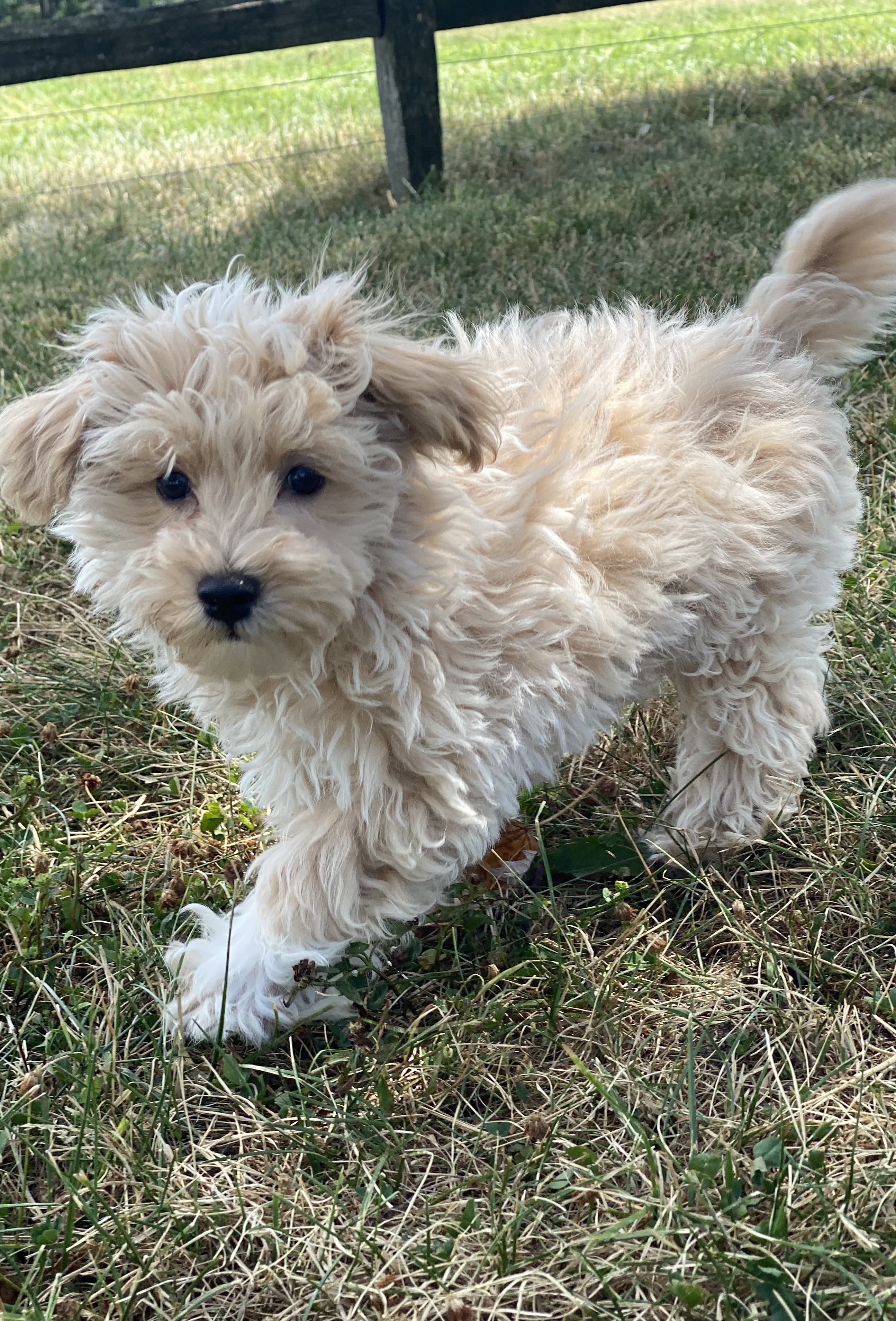 puppy, for, sale, Malti- Poo, Curtis  Martin, dog, breeder, Seneca Falls, NY, dog-breeder, puppy-for-sale, forsale, nearby, find, puppyfind, locator, puppylocator, aca