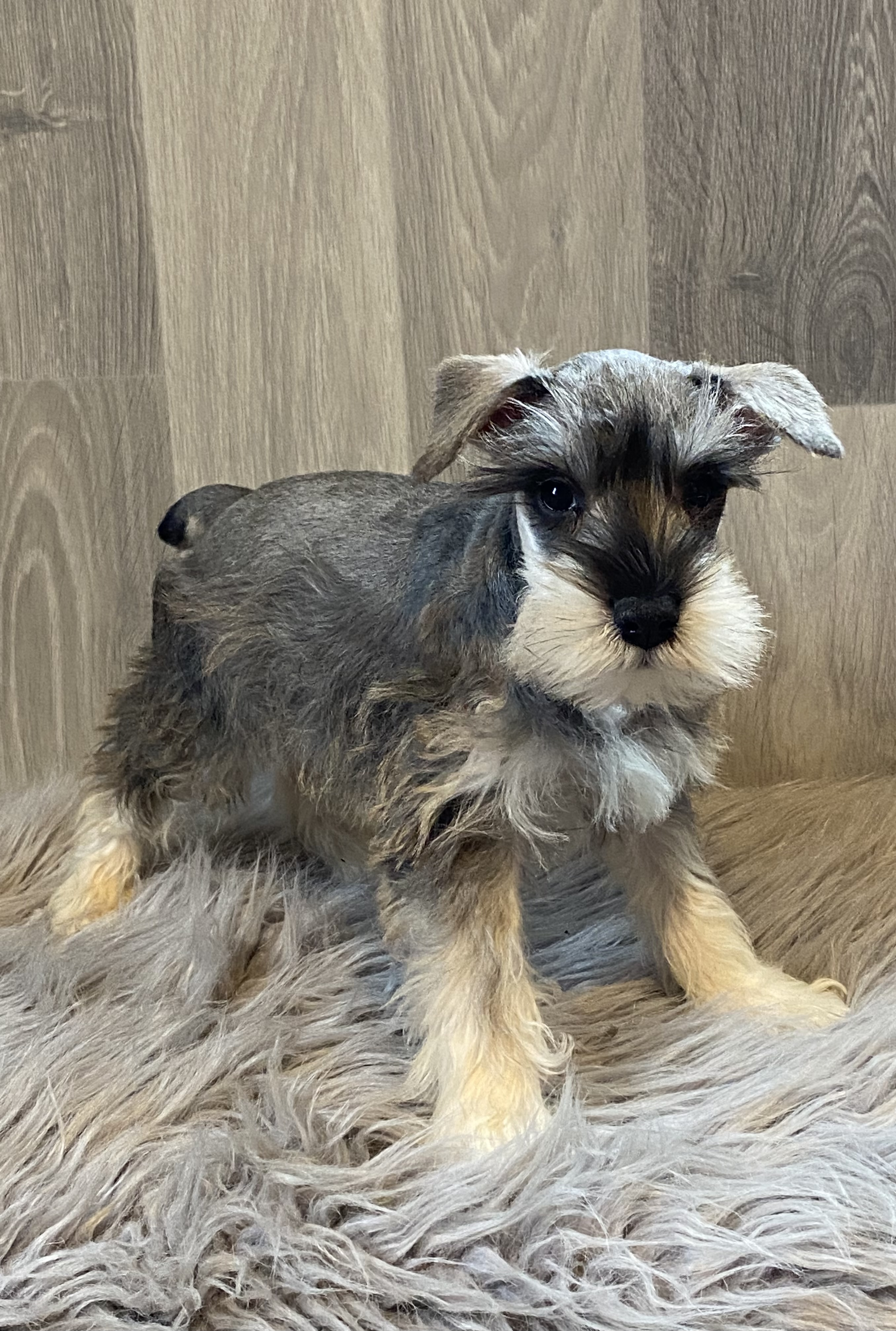 puppy, for, sale, Miniature Schnauzer, Curtis  Martin, dog, breeder, Seneca Falls, NY, dog-breeder, puppy-for-sale, forsale, nearby, find, puppyfind, locator, puppylocator, aca