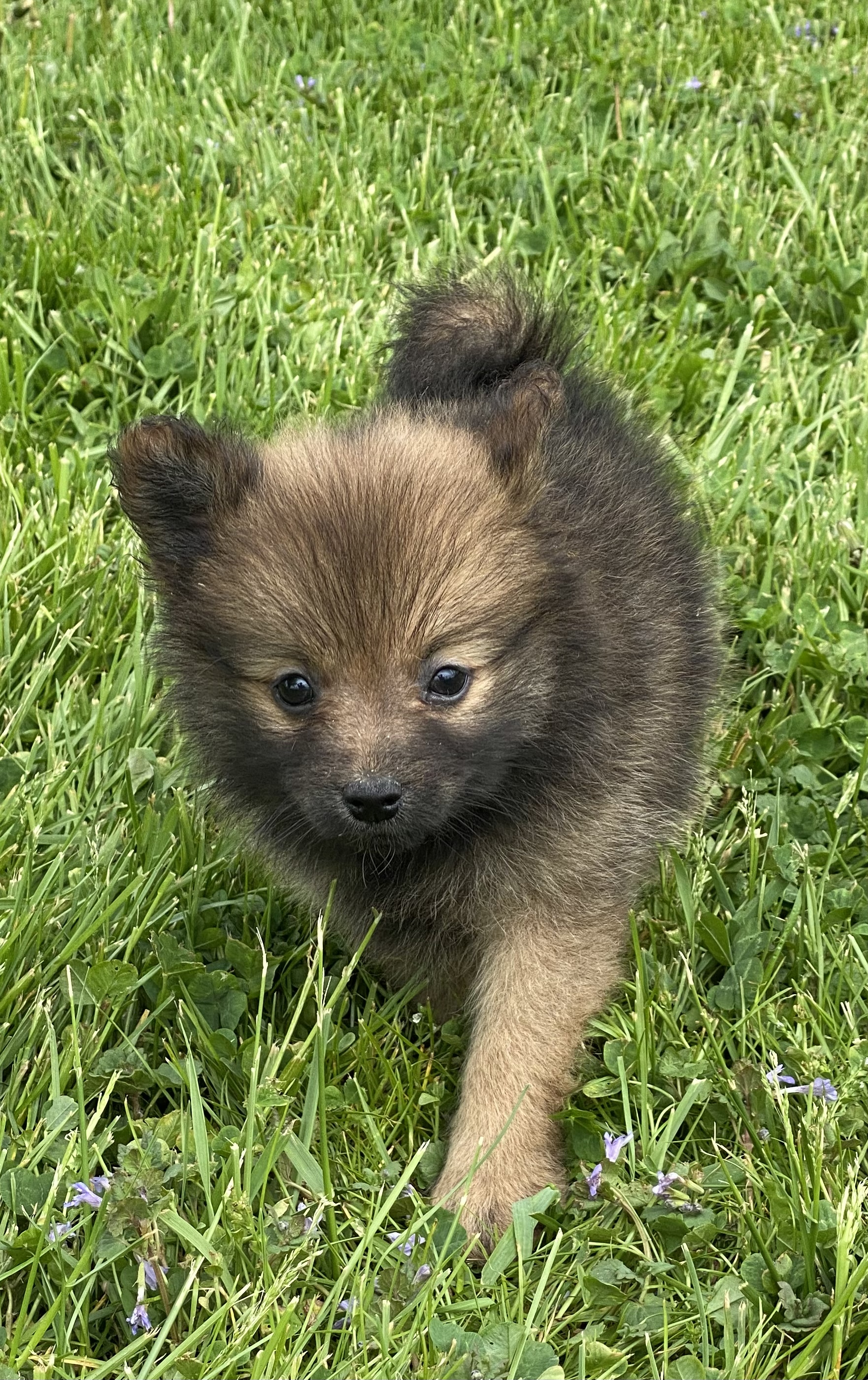 puppy, for, sale, Pomeranian, Curtis  Martin, dog, breeder, Seneca Falls, NY, dog-breeder, puppy-for-sale, forsale, nearby, find, puppyfind, locator, puppylocator, aca