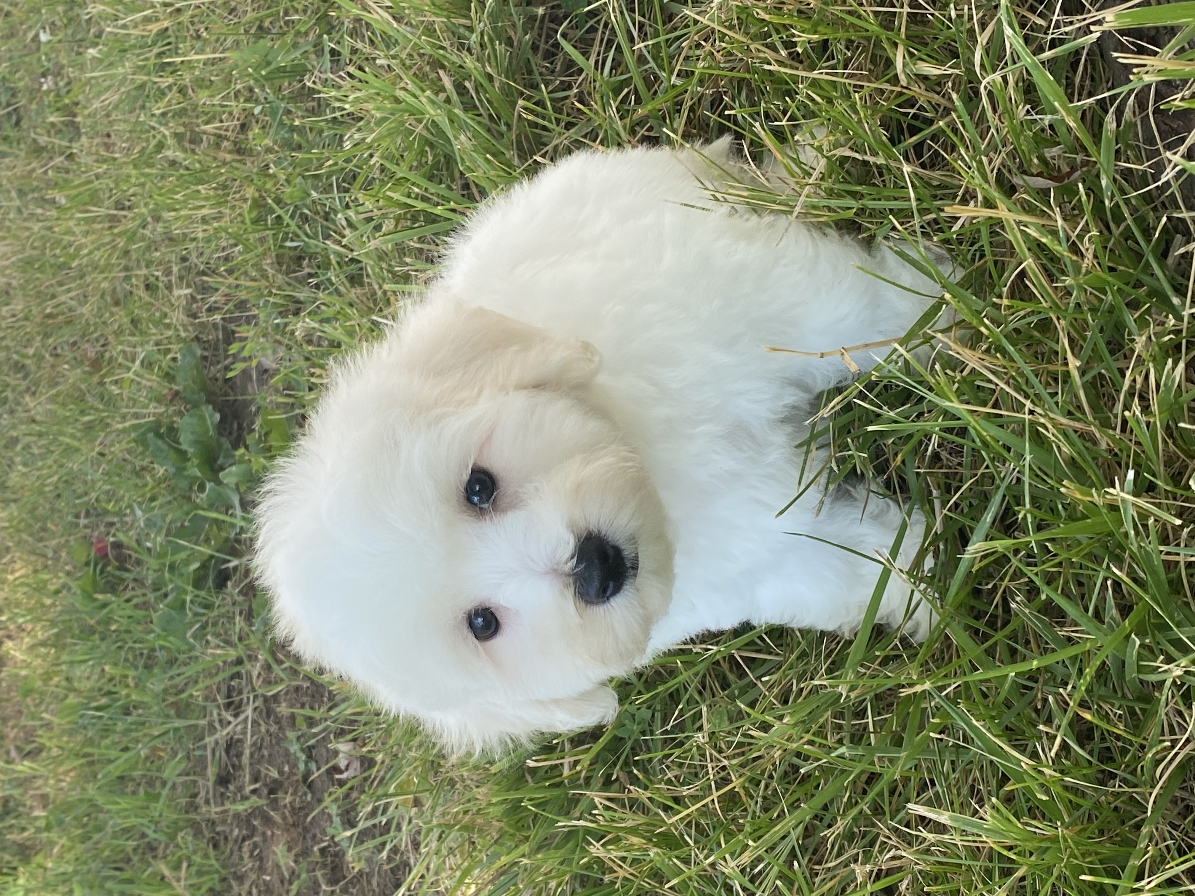 puppy, for, sale, Bichon Frise, Curtis  Martin, dog, breeder, Seneca Falls, NY, dog-breeder, puppy-for-sale, forsale, nearby, find, puppyfind, locator, puppylocator, aca