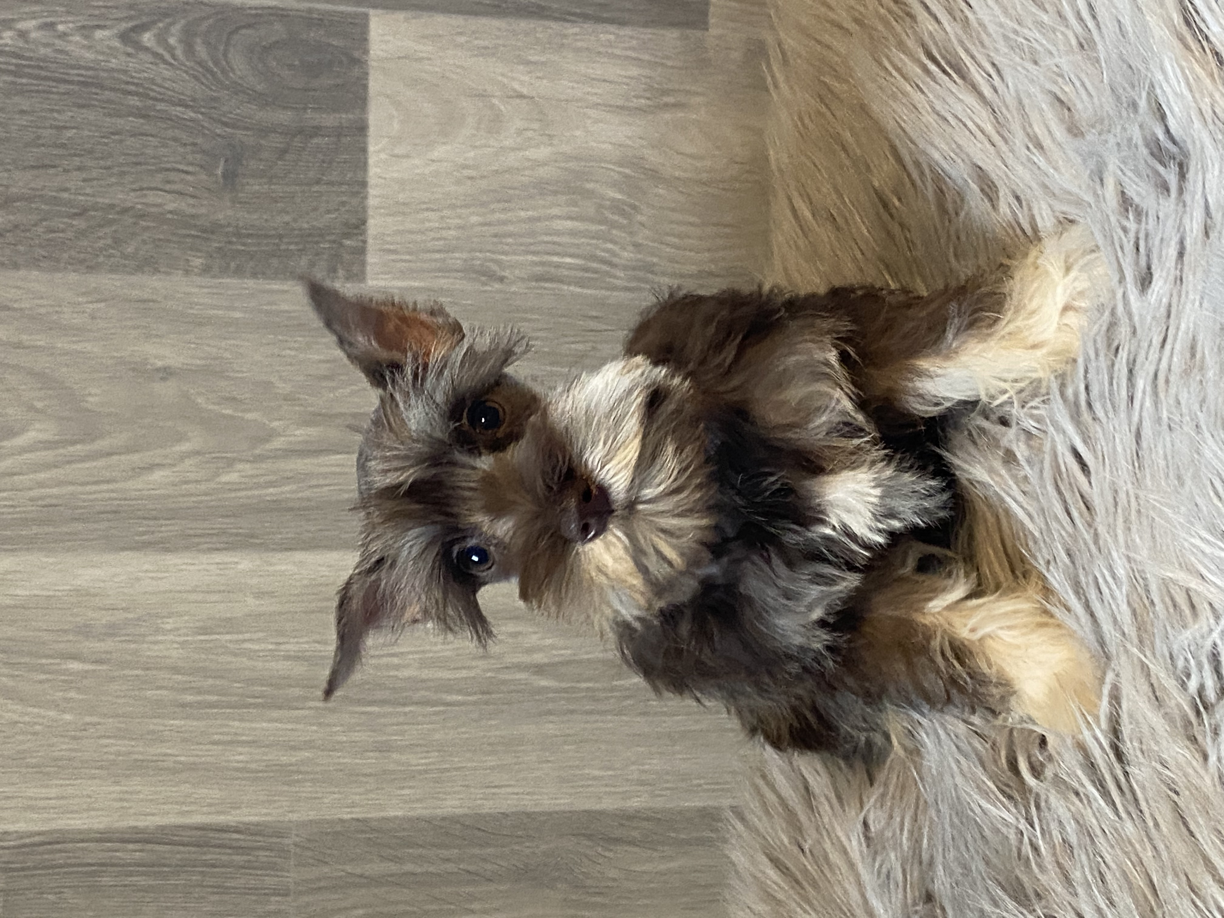 puppy, for, sale, Miniature Schnauzer, Curtis  Martin, dog, breeder, Seneca Falls, NY, dog-breeder, puppy-for-sale, forsale, nearby, find, puppyfind, locator, puppylocator, aca
