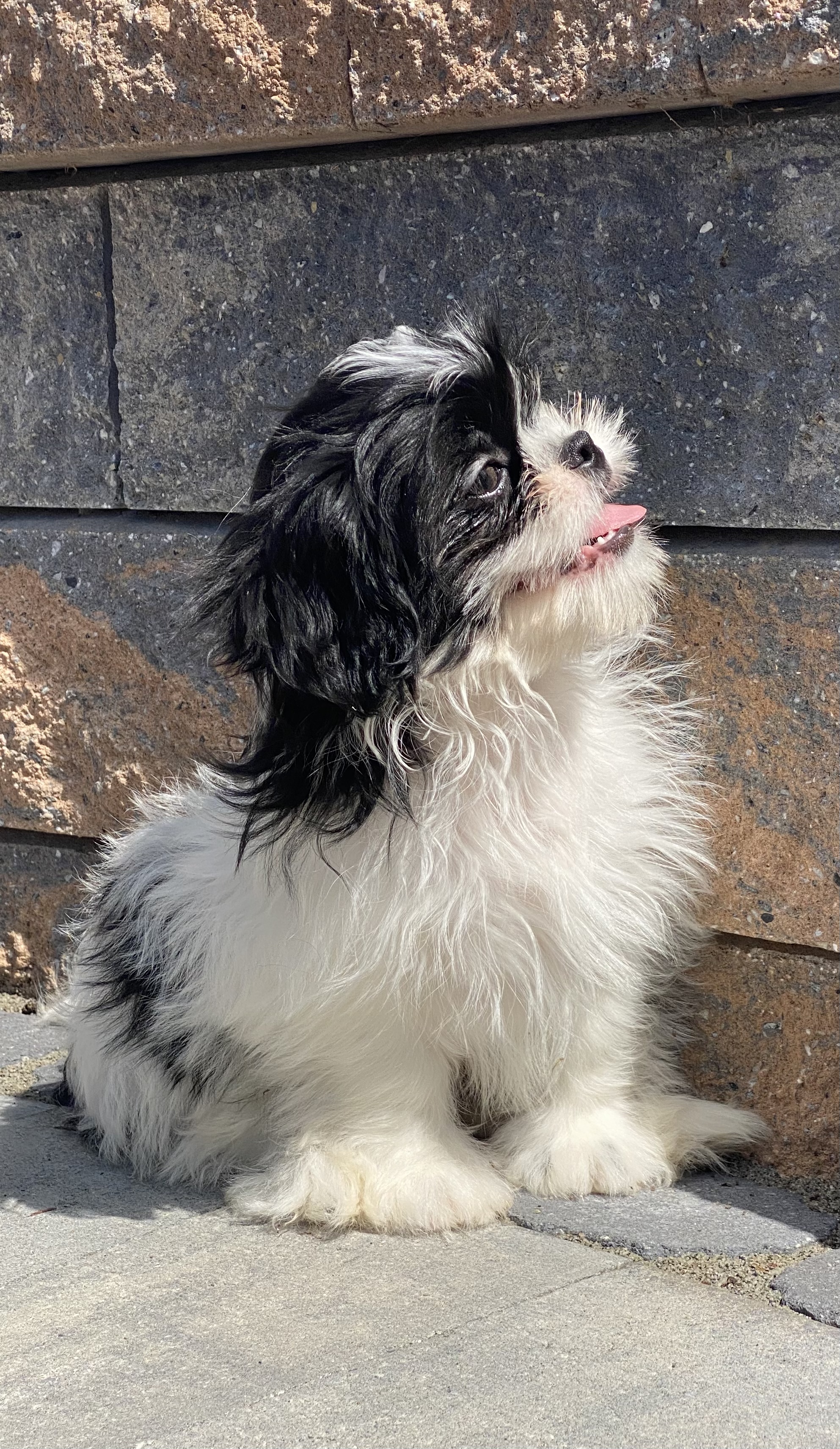puppy, for, sale, Shih Tzu, Curtis  Martin, dog, breeder, Seneca Falls, NY, dog-breeder, puppy-for-sale, forsale, nearby, find, puppyfind, locator, puppylocator, aca