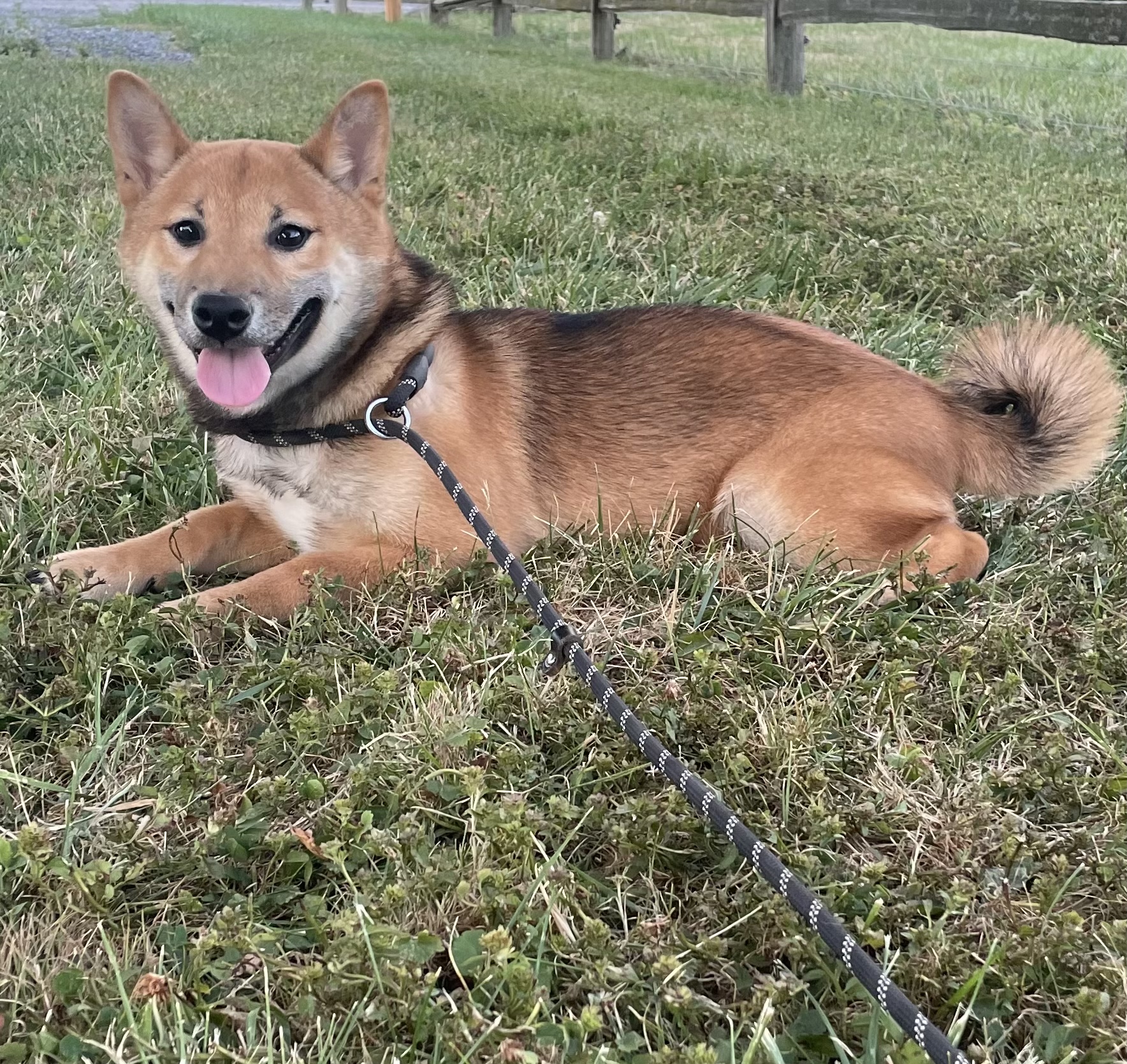 puppy, for, sale, Shiba Inu, Curtis  Martin, dog, breeder, Seneca Falls, NY, dog-breeder, puppy-for-sale, forsale, nearby, find, puppyfind, locator, puppylocator, aca