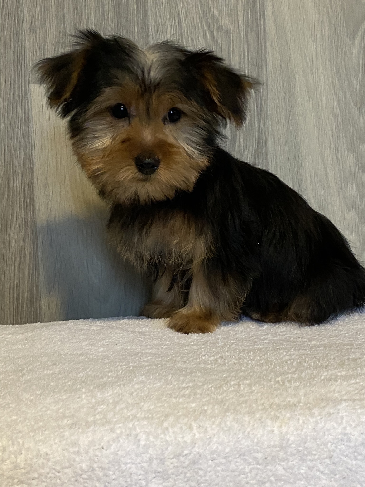 puppy, for, sale, Yorkshire Terrier, Curtis  Martin, dog, breeder, Seneca Falls, NY, dog-breeder, puppy-for-sale, forsale, nearby, find, puppyfind, locator, puppylocator, aca