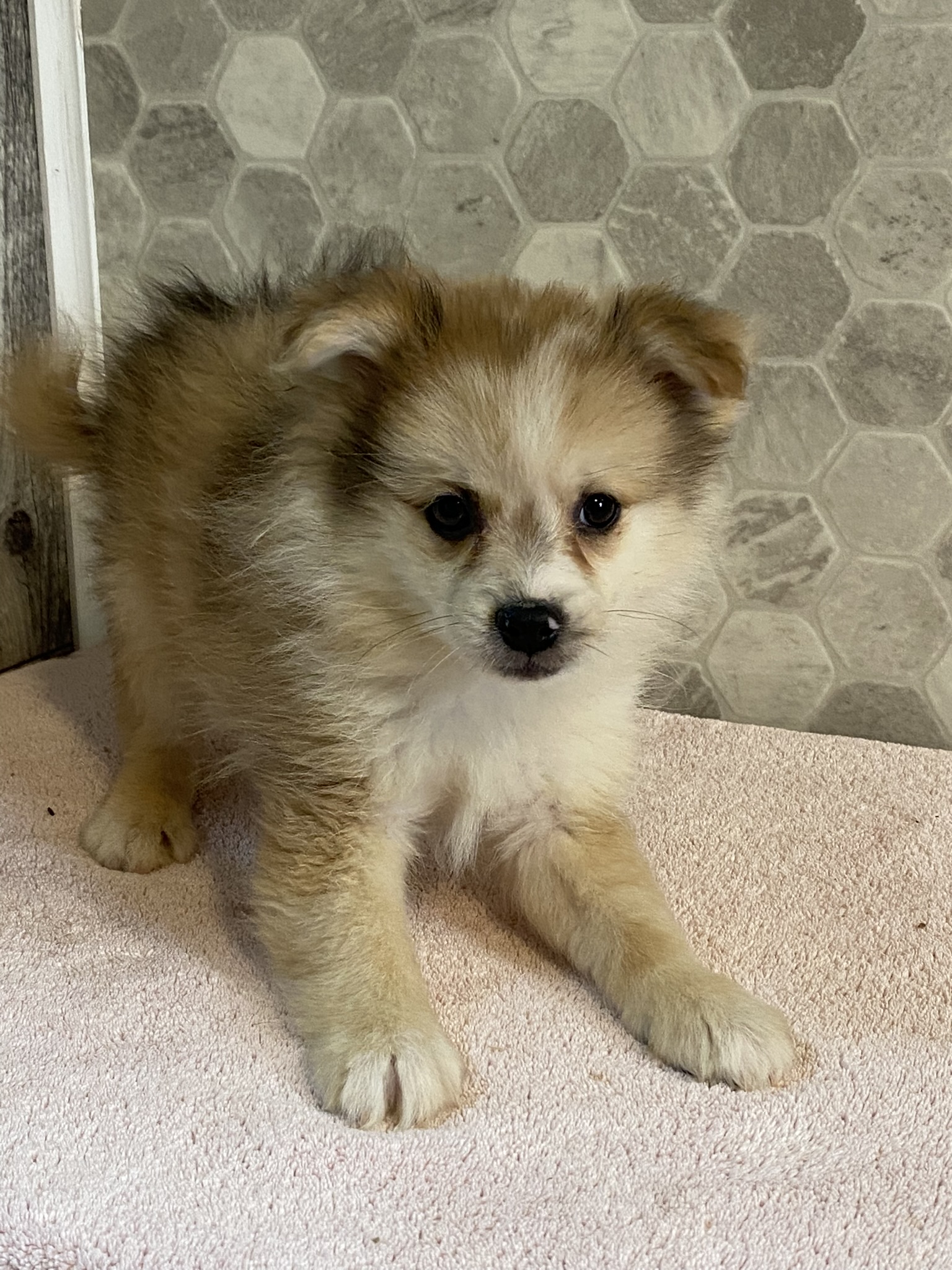 Summerset Farms kennels Seneca Falls NY Available Puppies