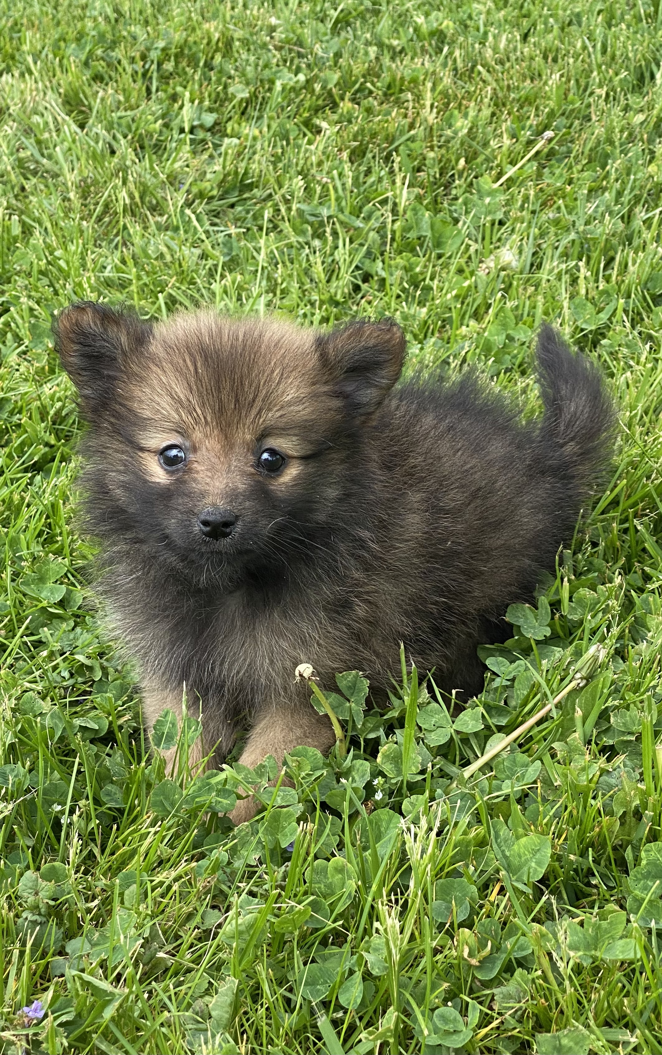 puppy, for, sale, Pomeranian, Curtis  Martin, dog, breeder, Seneca Falls, NY, dog-breeder, puppy-for-sale, forsale, nearby, find, puppyfind, locator, puppylocator, aca