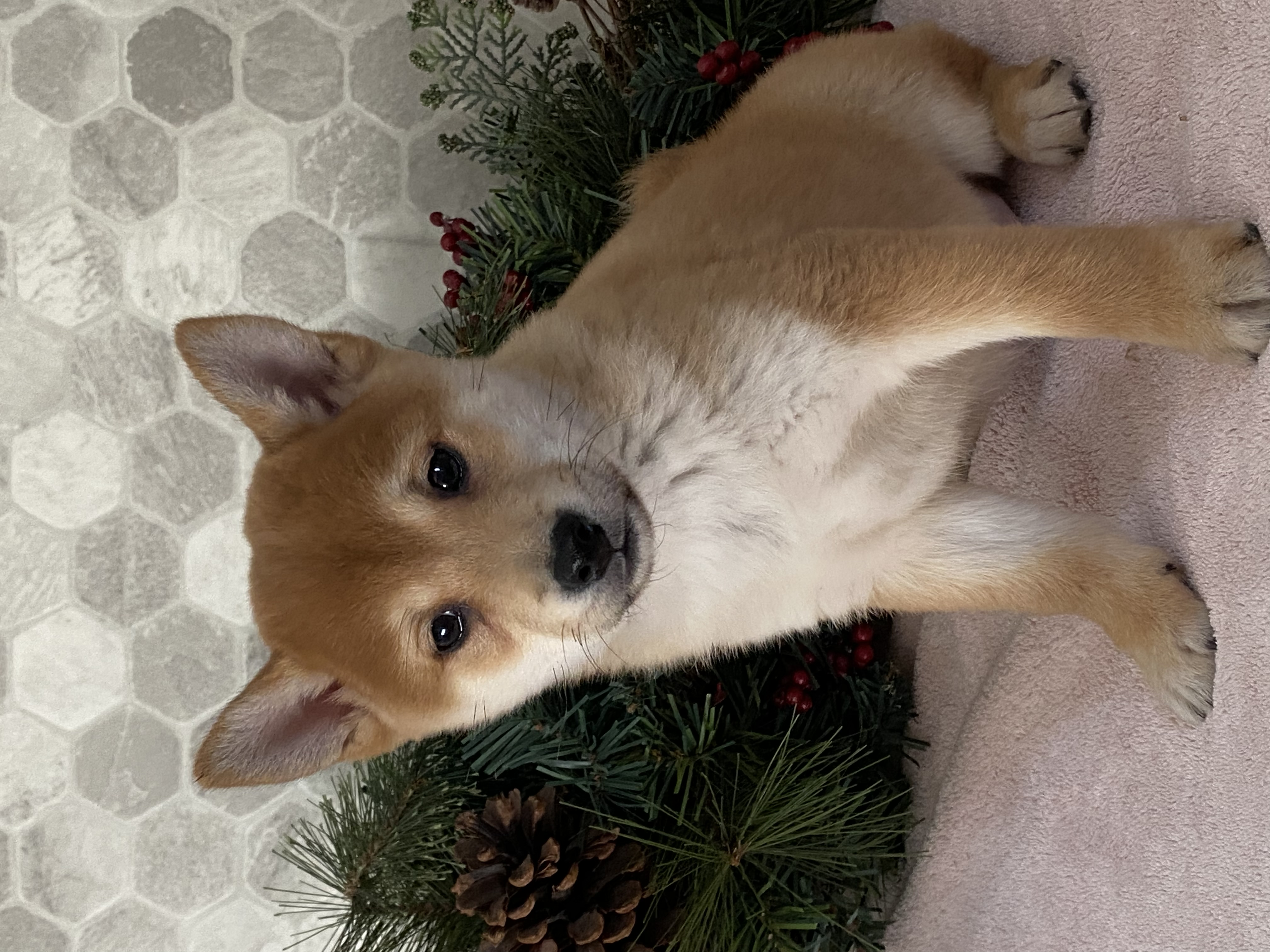 puppy, for, sale, Shiba Inu, Curtis  Martin, dog, breeder, Seneca Falls, NY, dog-breeder, puppy-for-sale, forsale, nearby, find, puppyfind, locator, puppylocator, aca