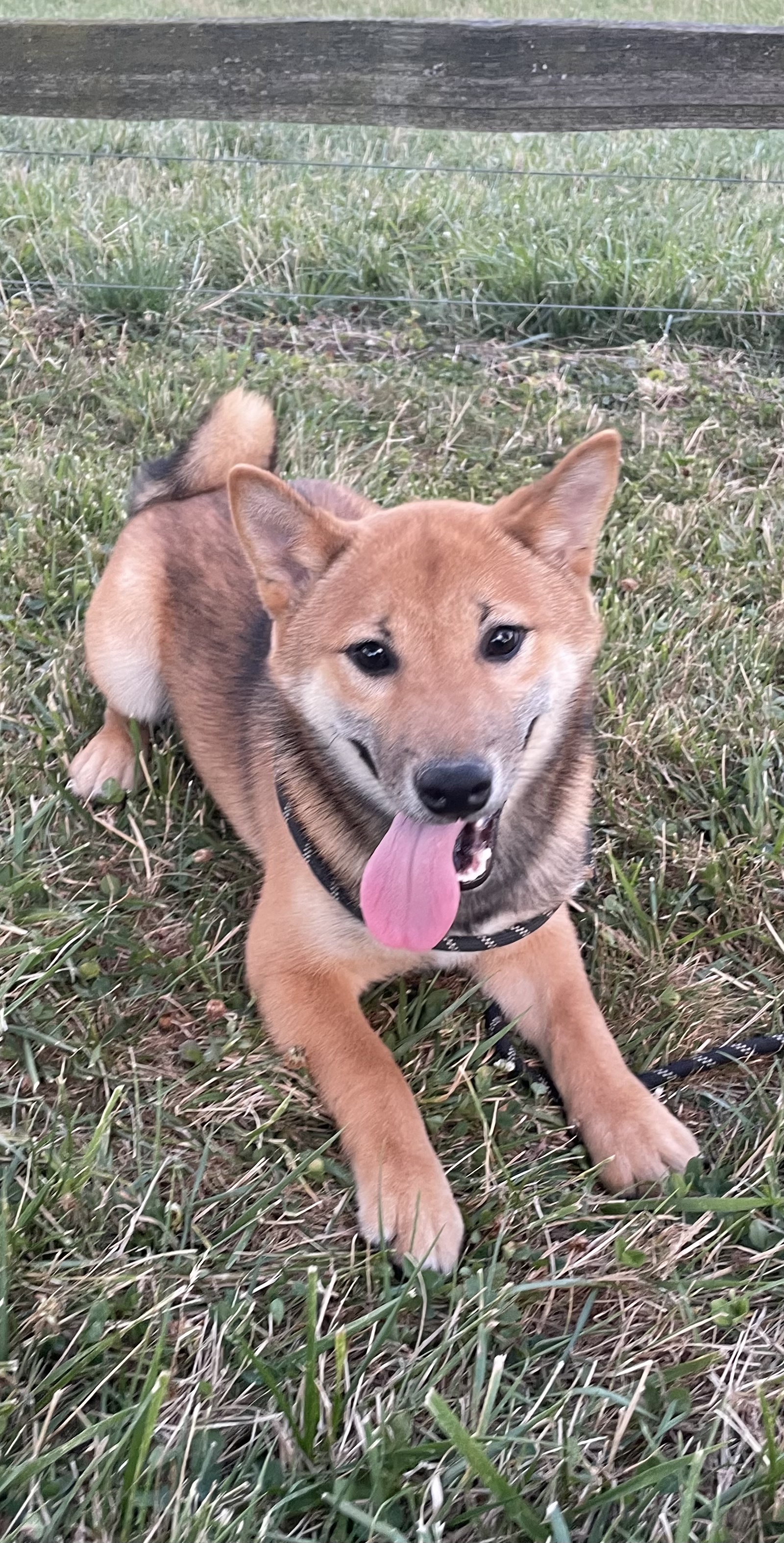puppy, for, sale, Shiba Inu, Curtis  Martin, dog, breeder, Seneca Falls, NY, dog-breeder, puppy-for-sale, forsale, nearby, find, puppyfind, locator, puppylocator, aca