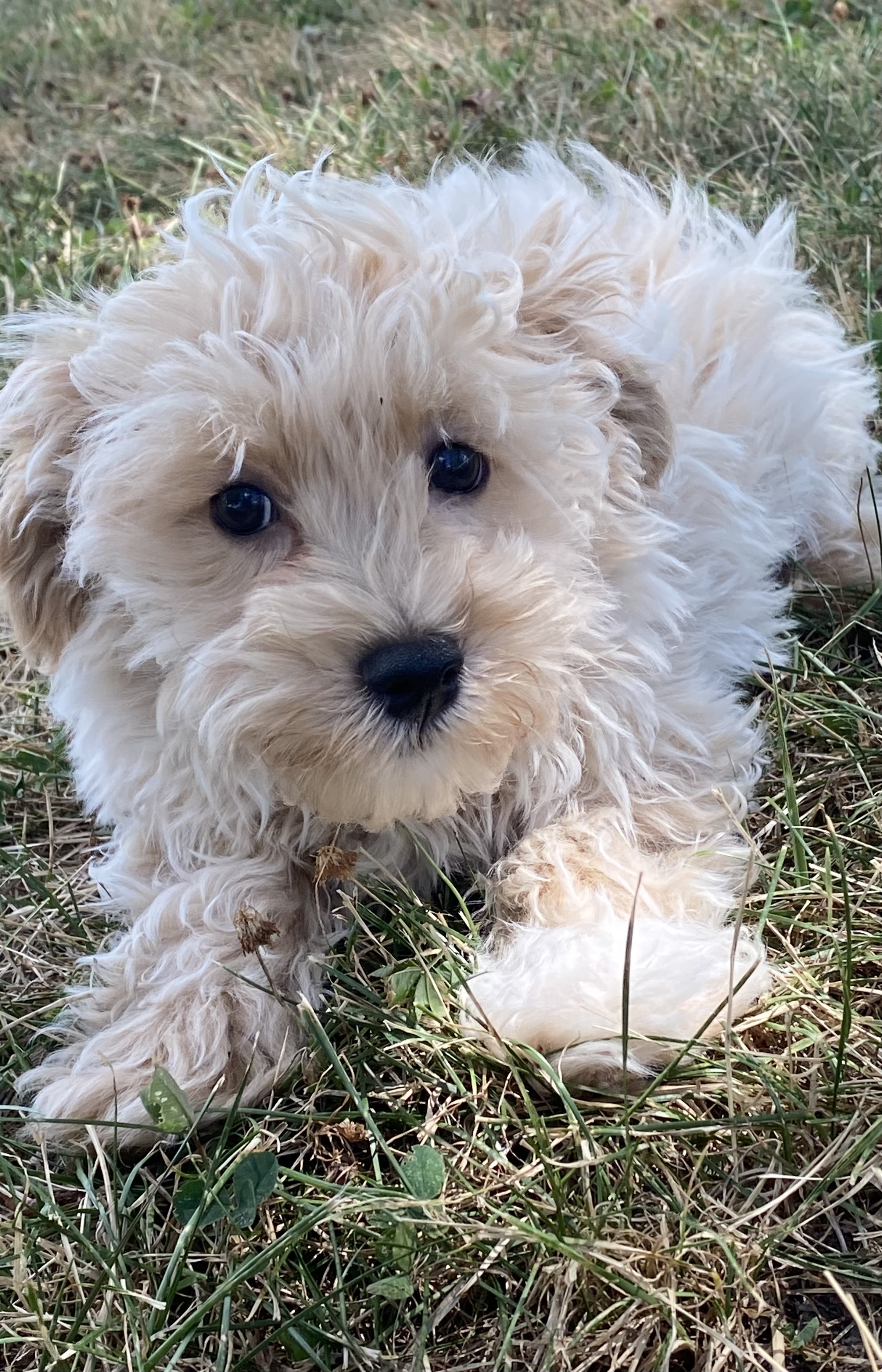puppy, for, sale, Malti- Poo, Curtis  Martin, dog, breeder, Seneca Falls, NY, dog-breeder, puppy-for-sale, forsale, nearby, find, puppyfind, locator, puppylocator, aca