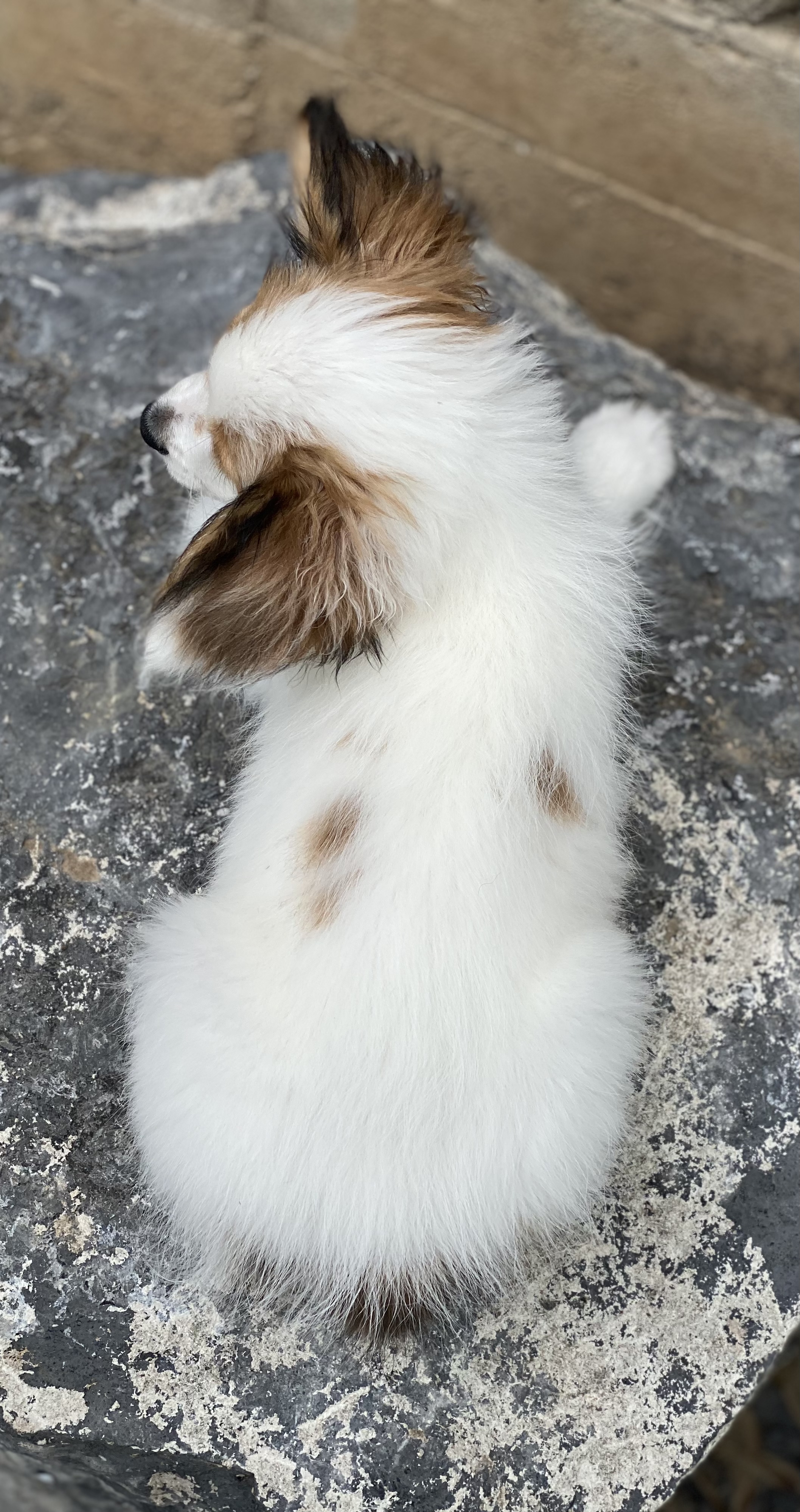 puppy, for, sale, Papillon, Curtis  Martin, dog, breeder, Seneca Falls, NY, dog-breeder, puppy-for-sale, forsale, nearby, find, puppyfind, locator, puppylocator, aca
