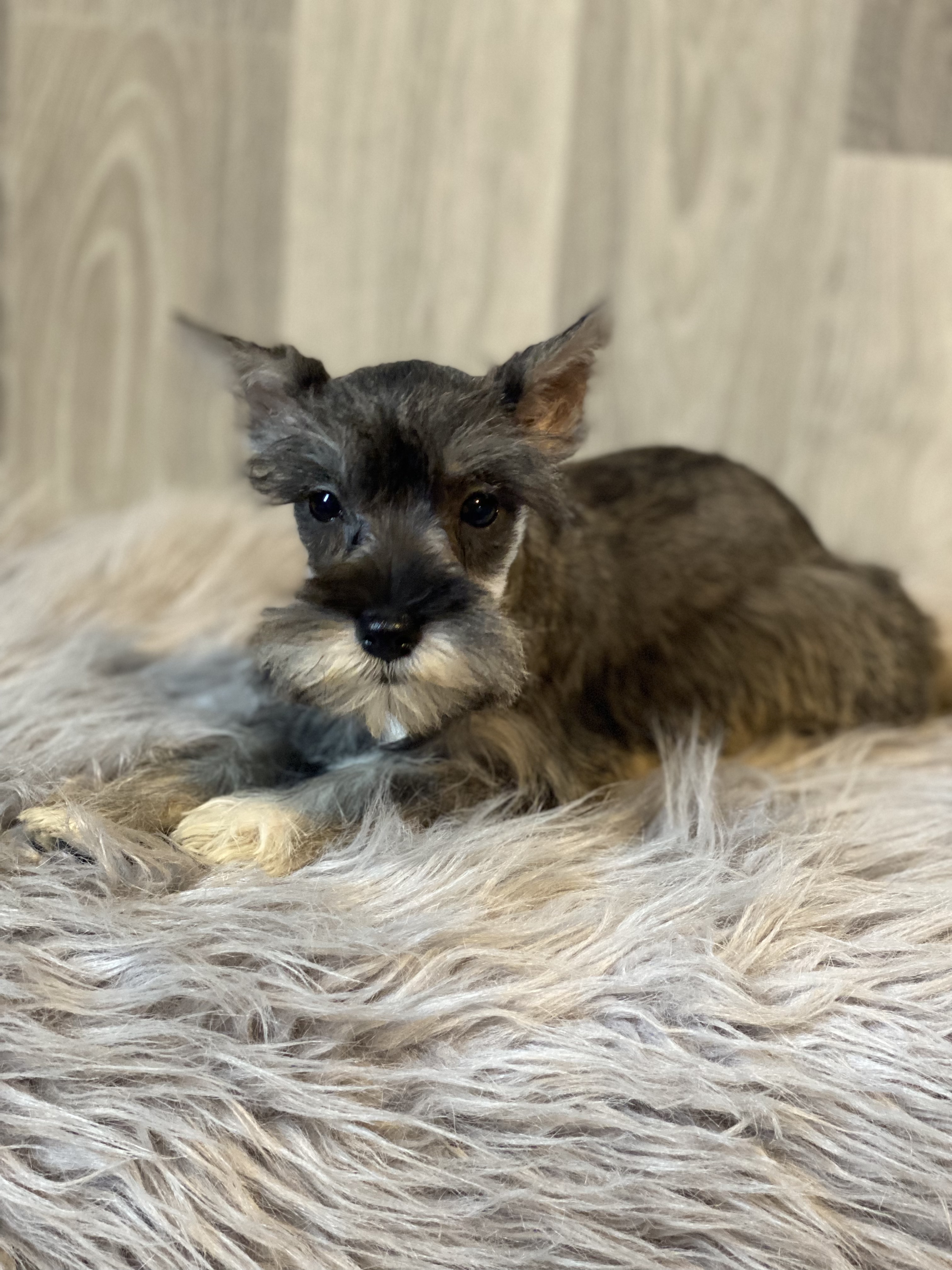puppy, for, sale, Miniature Schnauzer, Curtis  Martin, dog, breeder, Seneca Falls, NY, dog-breeder, puppy-for-sale, forsale, nearby, find, puppyfind, locator, puppylocator, aca