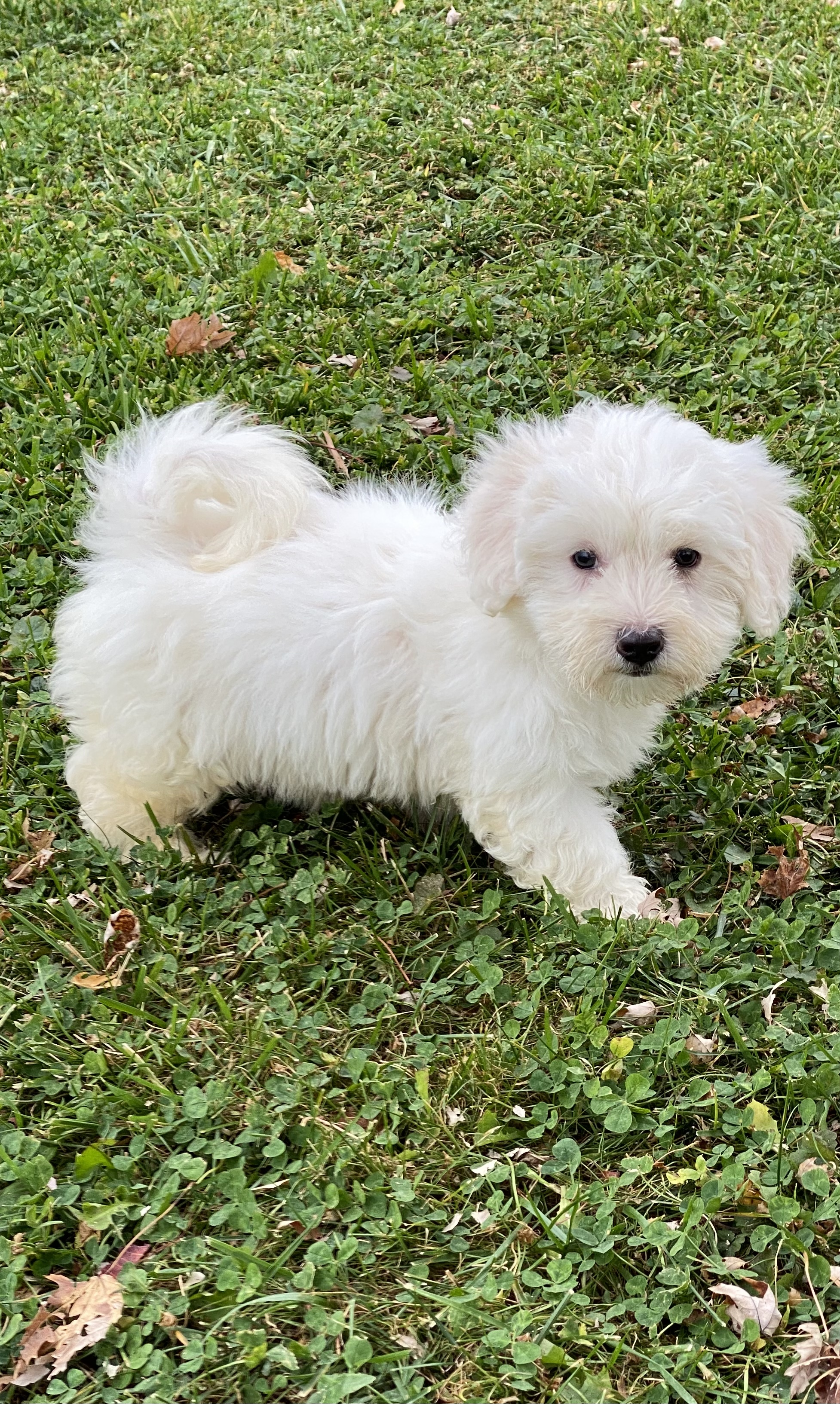 puppy, for, sale, Coton de Tulear, Curtis  Martin, dog, breeder, Seneca Falls, NY, dog-breeder, puppy-for-sale, forsale, nearby, find, puppyfind, locator, puppylocator, aca