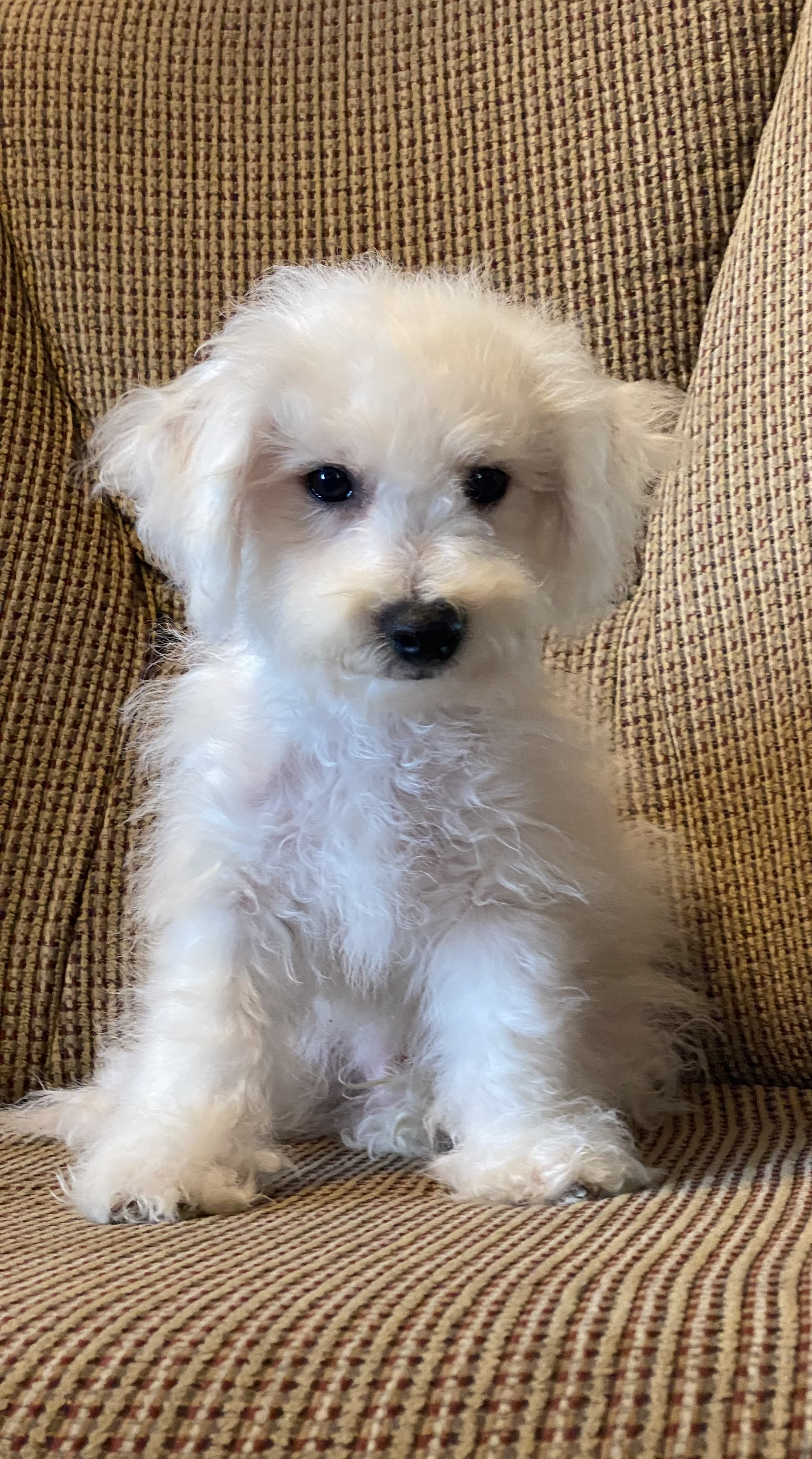 puppy, for, sale, Bichon Frise, Curtis  Martin, dog, breeder, Seneca Falls, NY, dog-breeder, puppy-for-sale, forsale, nearby, find, puppyfind, locator, puppylocator, aca