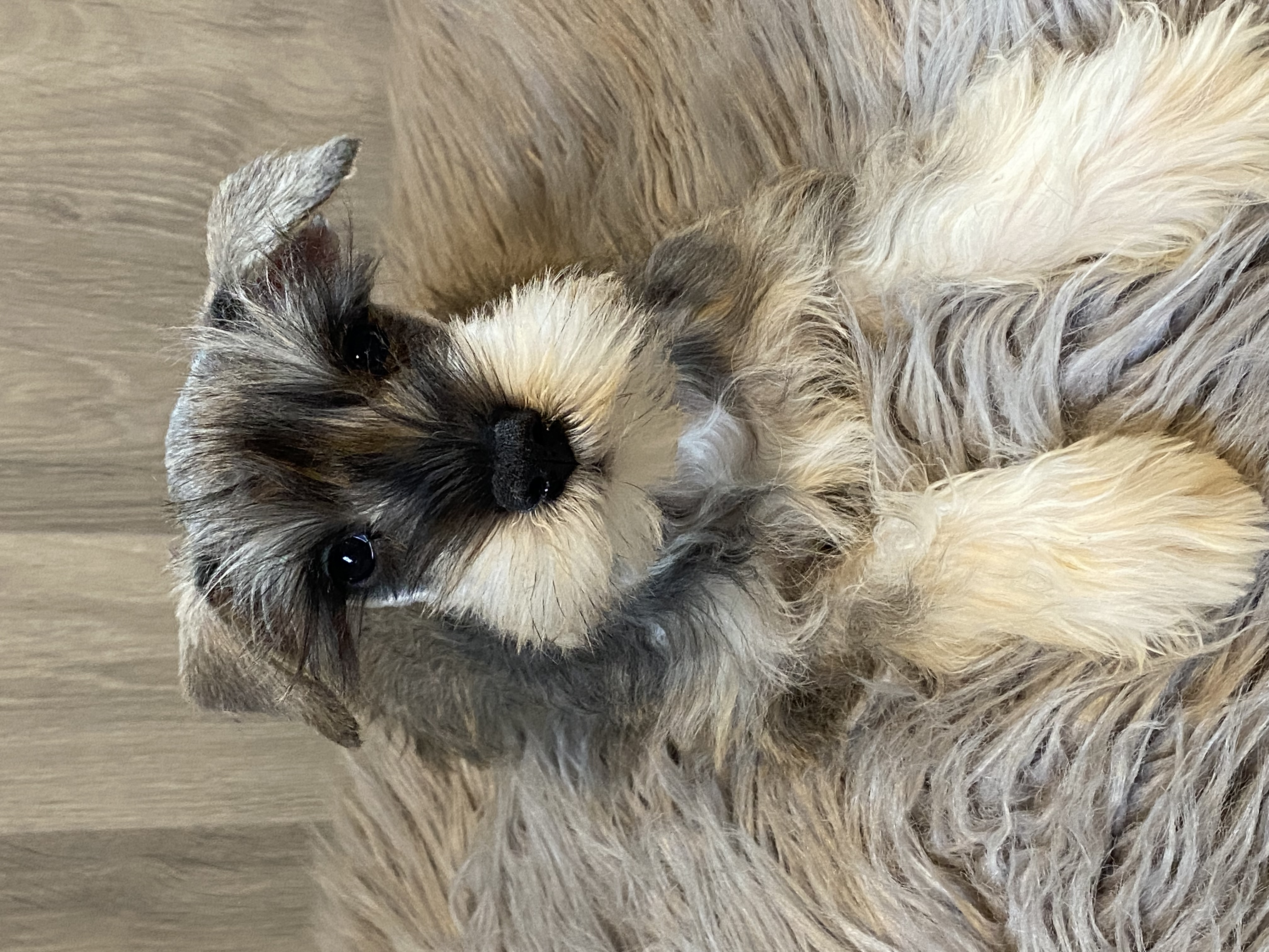puppy, for, sale, Miniature Schnauzer, Curtis  Martin, dog, breeder, Seneca Falls, NY, dog-breeder, puppy-for-sale, forsale, nearby, find, puppyfind, locator, puppylocator, aca