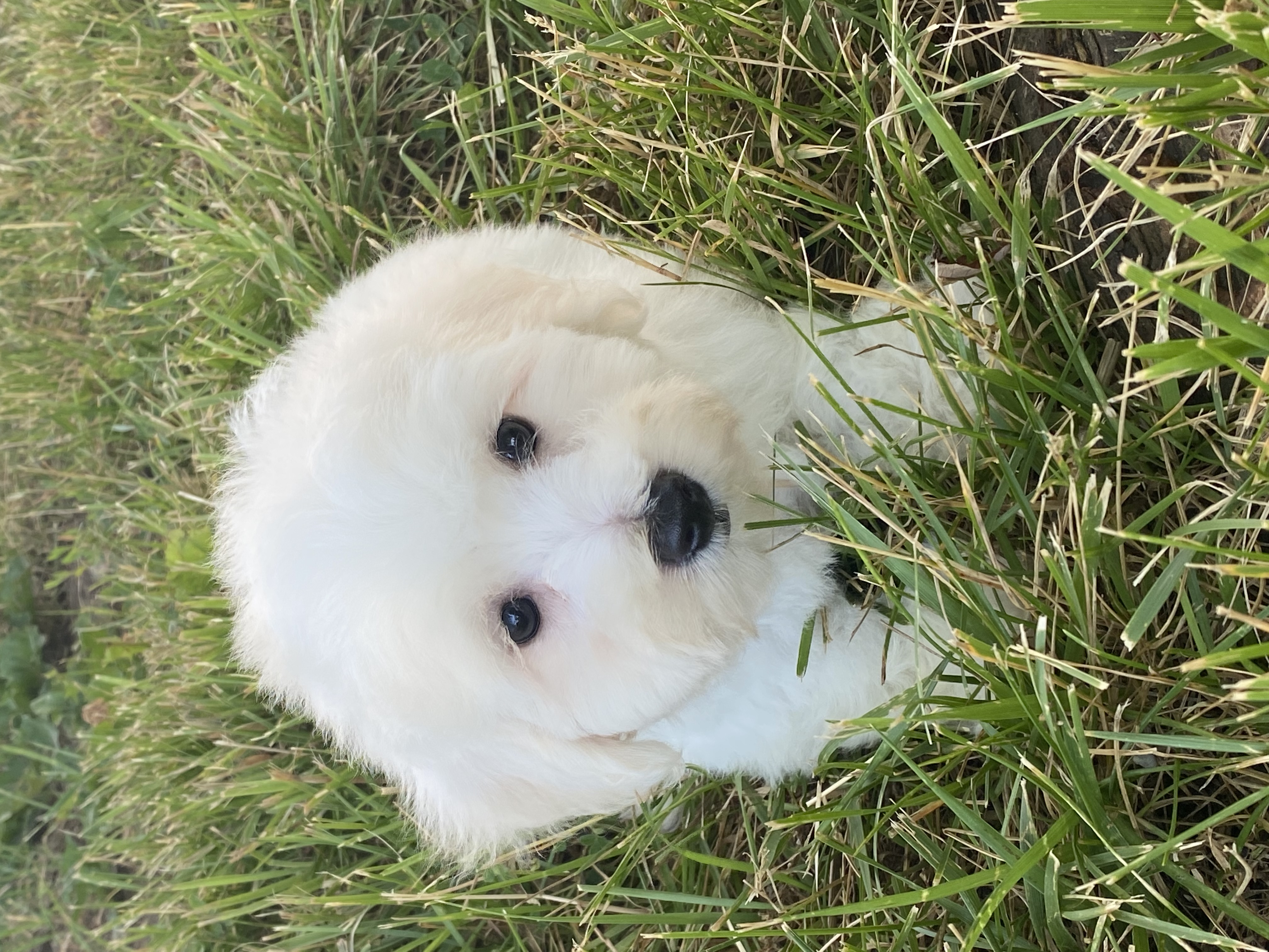 puppy, for, sale, Bichon Frise, Curtis  Martin, dog, breeder, Seneca Falls, NY, dog-breeder, puppy-for-sale, forsale, nearby, find, puppyfind, locator, puppylocator, aca