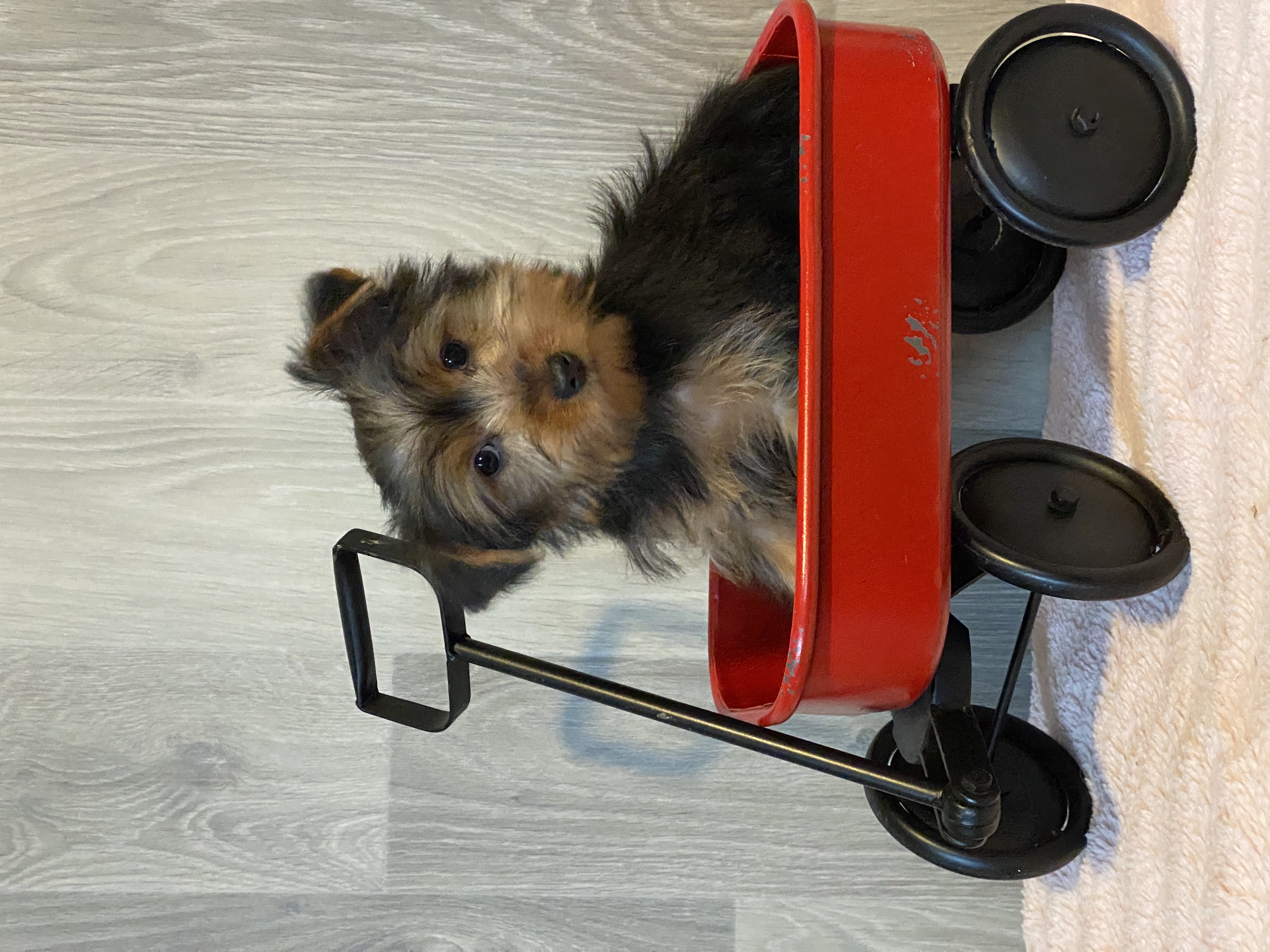 puppy, for, sale, Yorkshire Terrier, Curtis  Martin, dog, breeder, Seneca Falls, NY, dog-breeder, puppy-for-sale, forsale, nearby, find, puppyfind, locator, puppylocator, aca