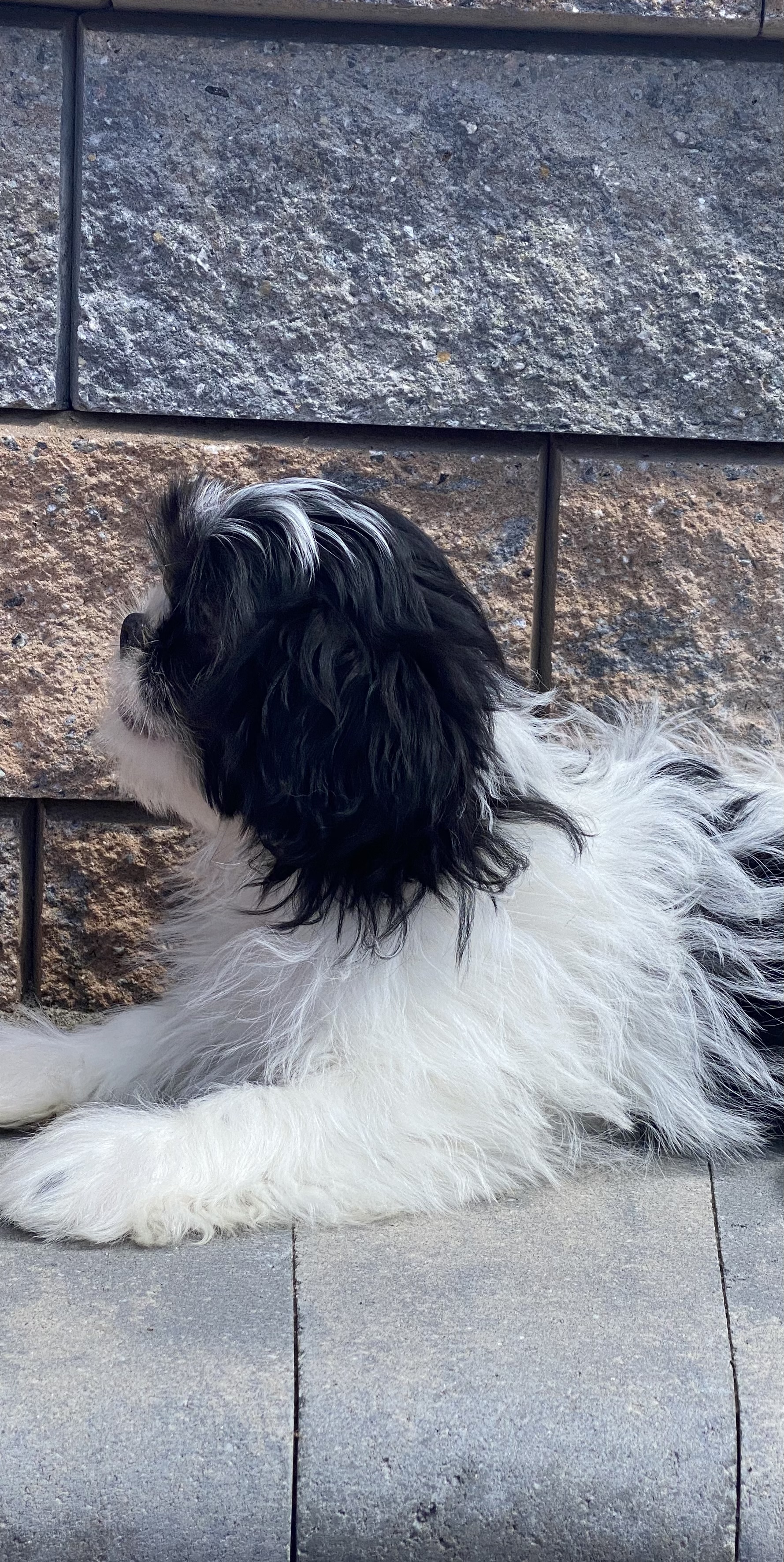 puppy, for, sale, Shih Tzu, Curtis  Martin, dog, breeder, Seneca Falls, NY, dog-breeder, puppy-for-sale, forsale, nearby, find, puppyfind, locator, puppylocator, aca