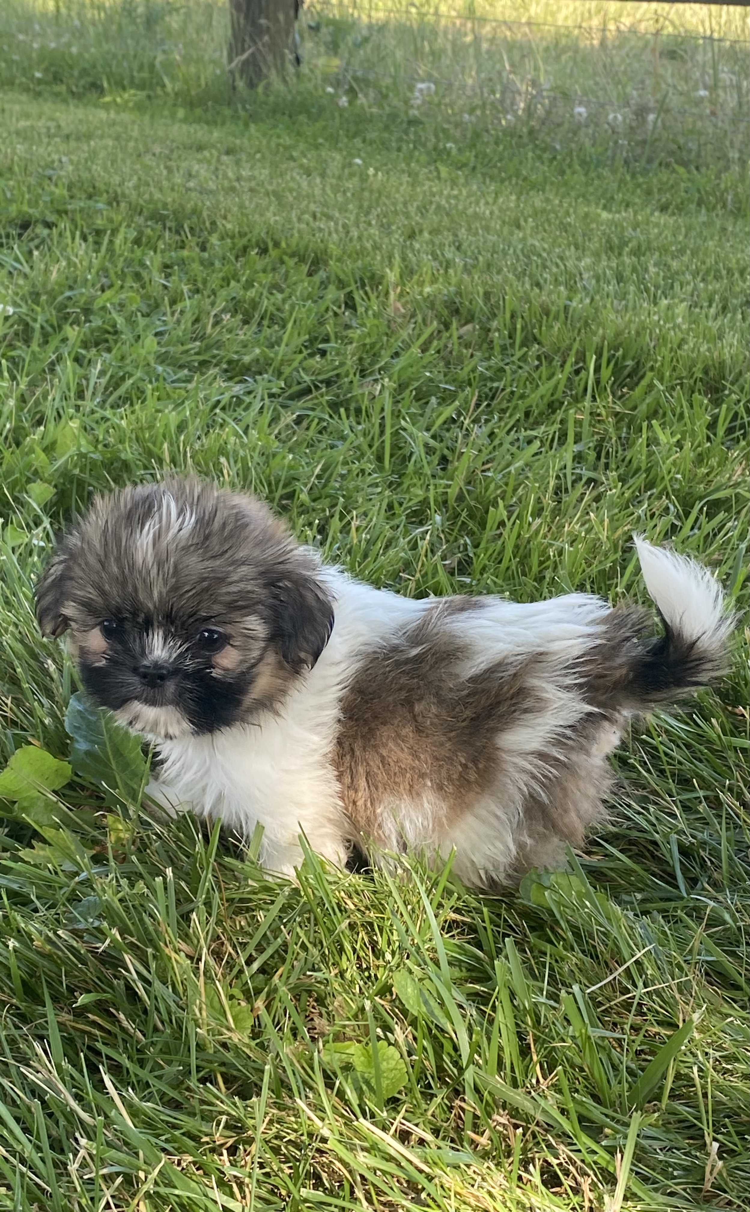 puppy, for, sale, Shih Tzu, Curtis  Martin, dog, breeder, Seneca Falls, NY, dog-breeder, puppy-for-sale, forsale, nearby, find, puppyfind, locator, puppylocator, aca